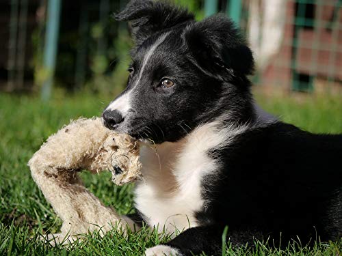 20x30 Inch Laminated Dog Poster - Vibrant Border Collie Puppy Wall Art for Home Decor | Perfect for Living Room, Bedroom & Office Framing