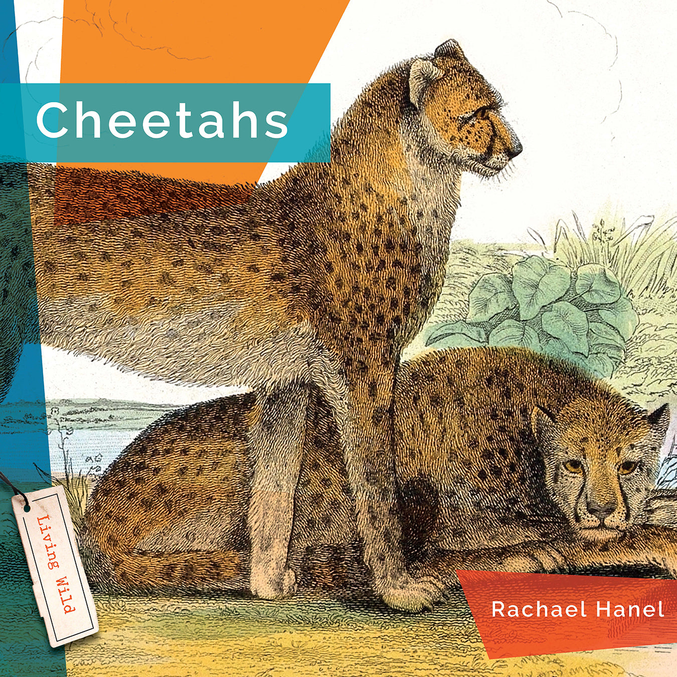 Cheetahs Book - 9781640265219 - Wildlife Education & Animal Facts for Kids & Adults - Perfect for School Projects & Nature Lovers