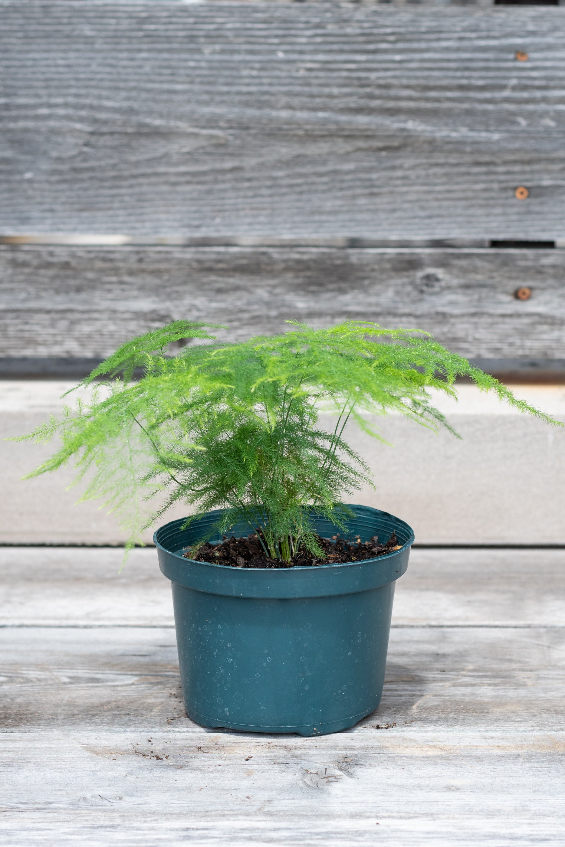 Buy Asparagus setaceus 'Plumosa' Fern - 6