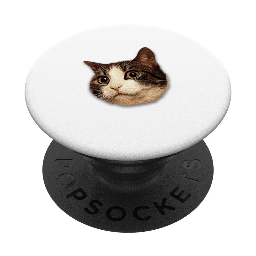 Feline House Cat Head Photo on White Background - Perfect for Pet Lovers, Wall Art, and Social Media Posts