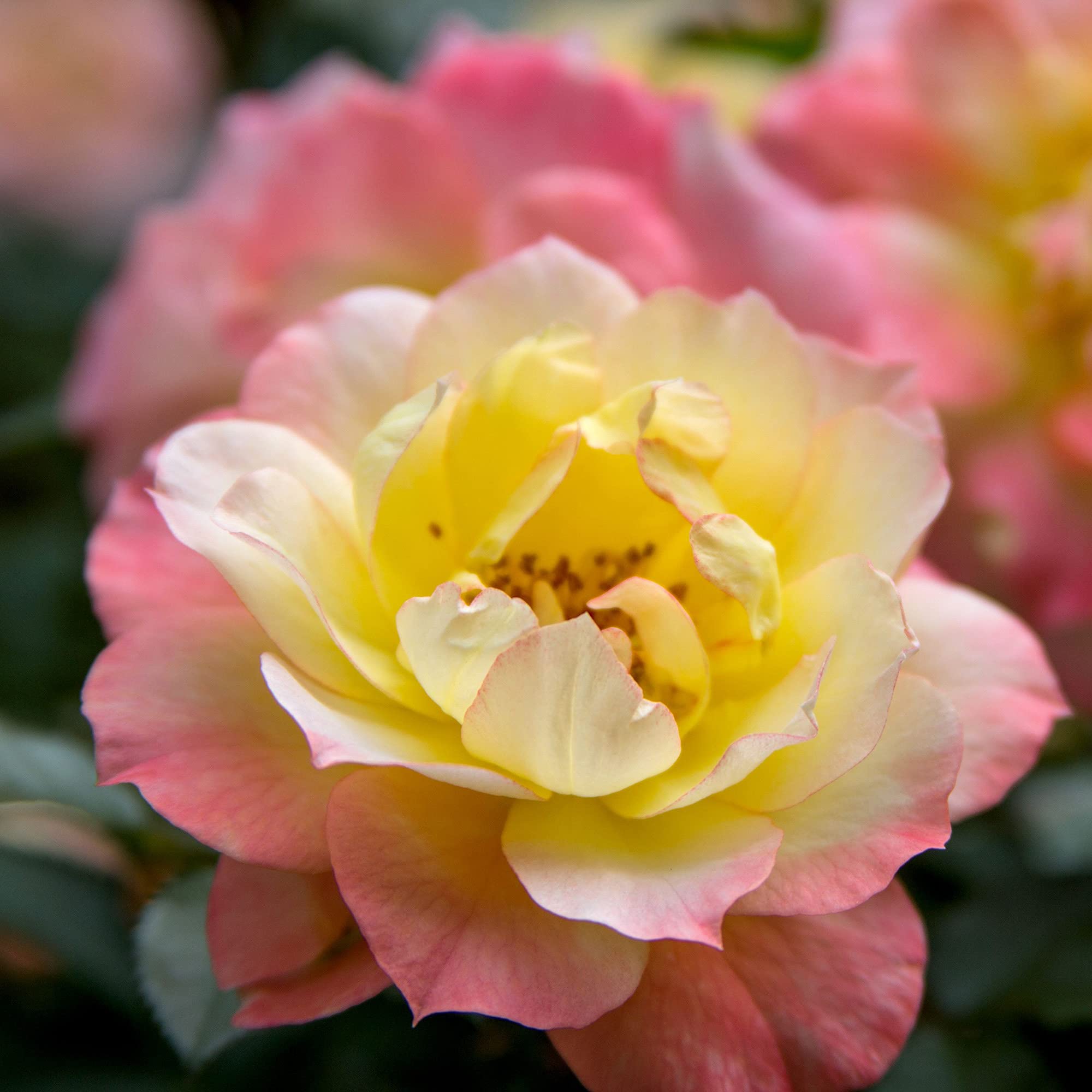 Proven Winners Rose OSO Easy Italian Ice - 2 Gallon Shrub for Vibrant Gardens | Perfect for Landscaping, Borders & Container Planting