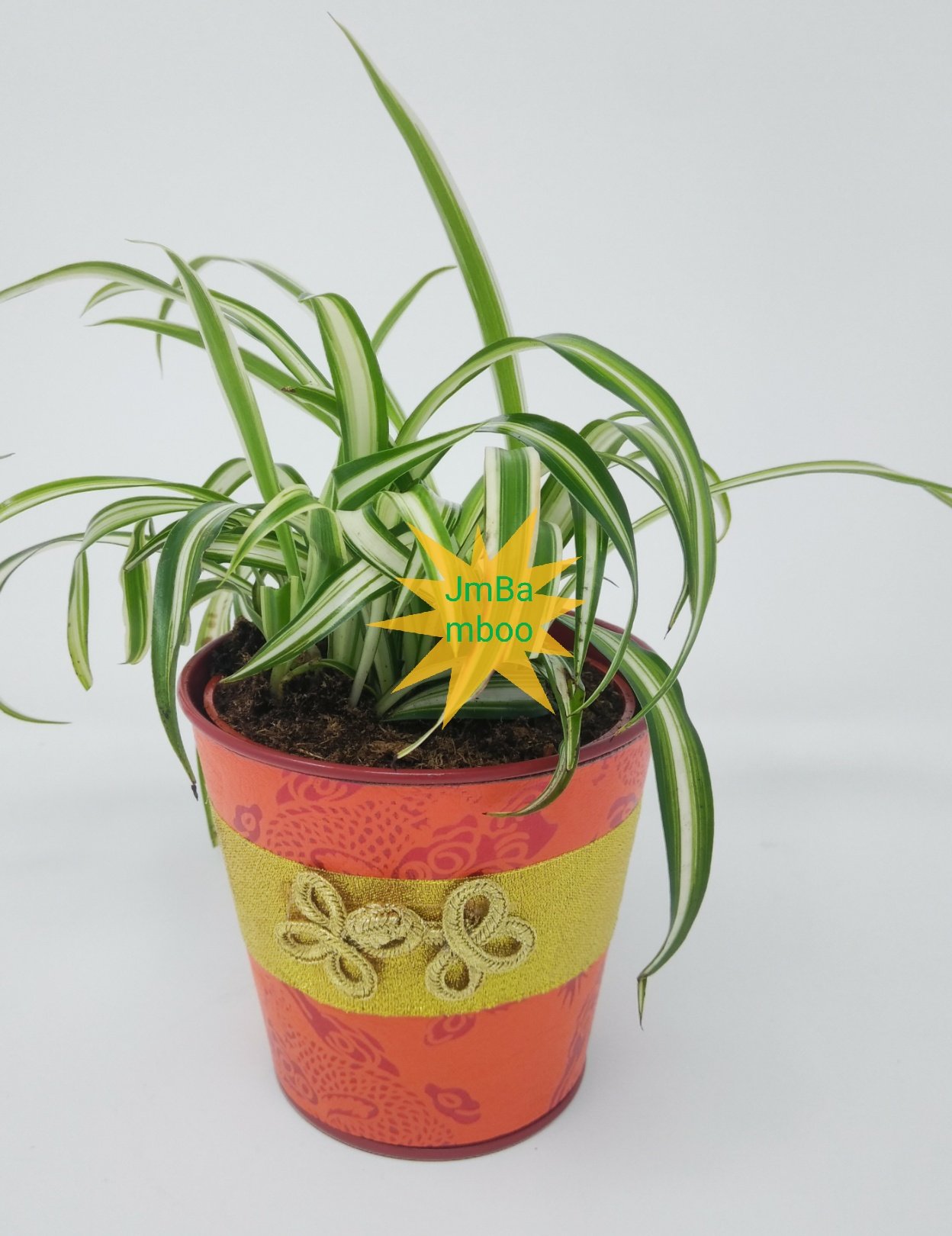 Jmbamboo Ocean Spider Plant in 4