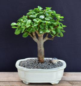 Baby Jade Bonsai Tree - Small Portulacaria Afra Succulent Plant for Home & Office Decor | Easy Care Indoor Houseplant for Beginners | Perfect Gift for Plant Lovers