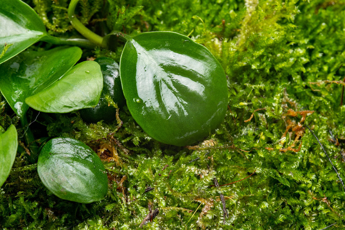 Foresta Mat with Anubias Nana & Christmas Moss - Live Aquarium Plants for Fish Tank Decoration | Perfect for Aquascaping, Shrimp Tanks & Natural Aquatic Environments