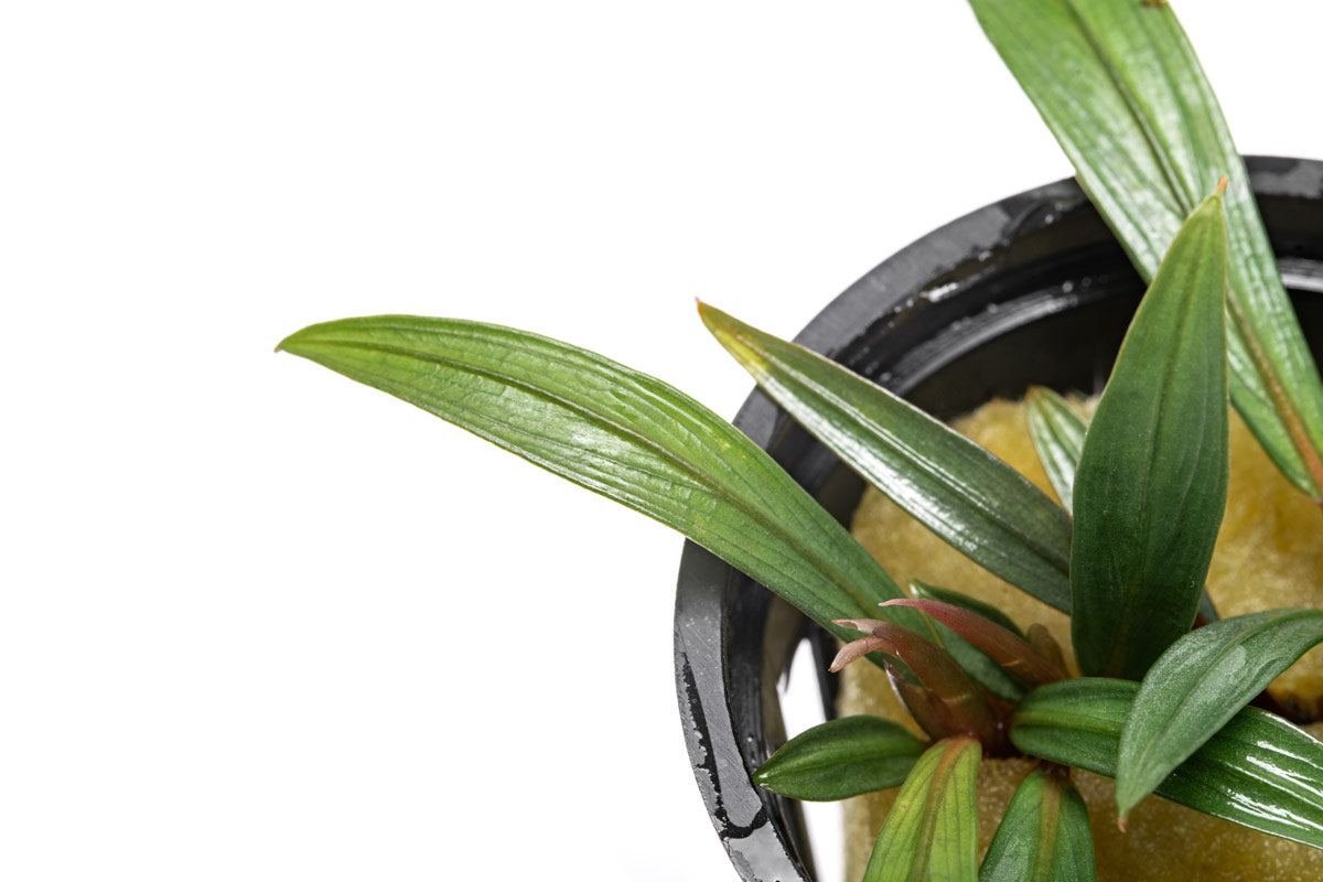 Bucephalandra Goliath Aquatic Plant - Live Aquarium Plants for Fish Tank Decoration | Perfect for Freshwater Aquascaping & Shrimp Tanks