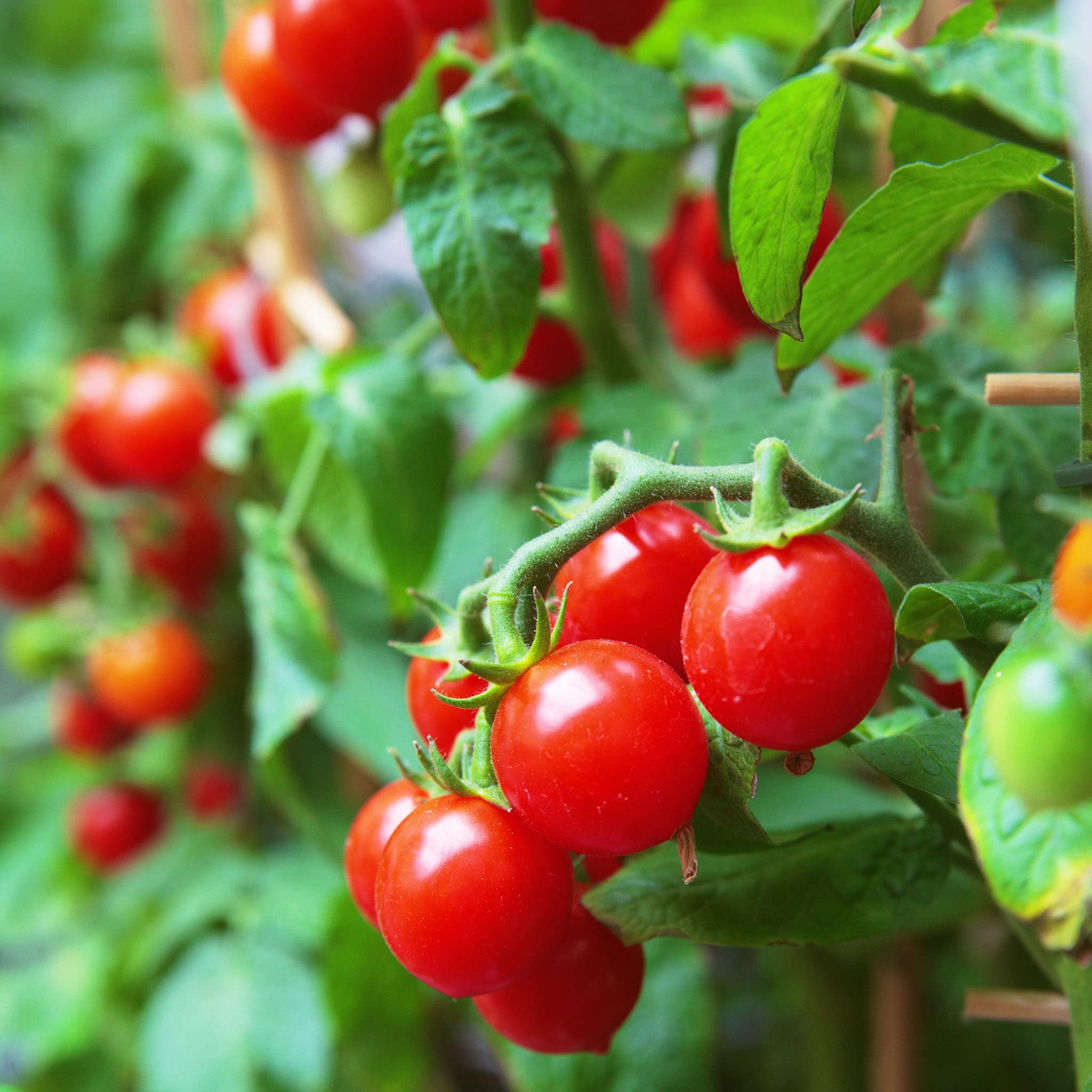 Organic Tomato Seeds - Small Red Cherry (1 Ounce) | Heirloom, Non-GMO, Easy to Grow Vegetable Seeds for Home Garden, Fast Growing & High Yield | Perfect for Salads, Sauces, and Fresh Eating