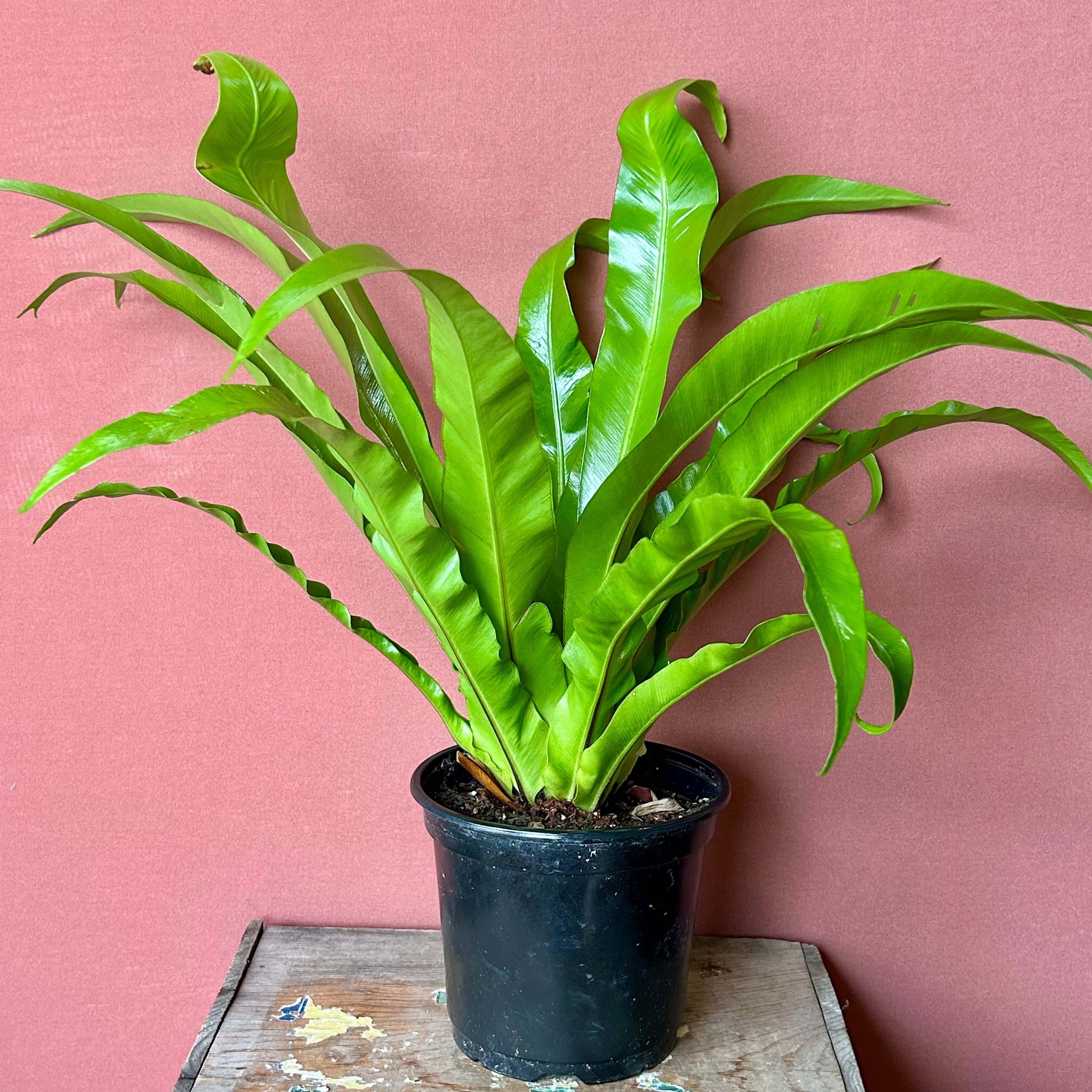 Birds Nest Fern Medium - Live Houseplant for Home & Office Decor - Perfect for Indoor Greenery and Air Purification