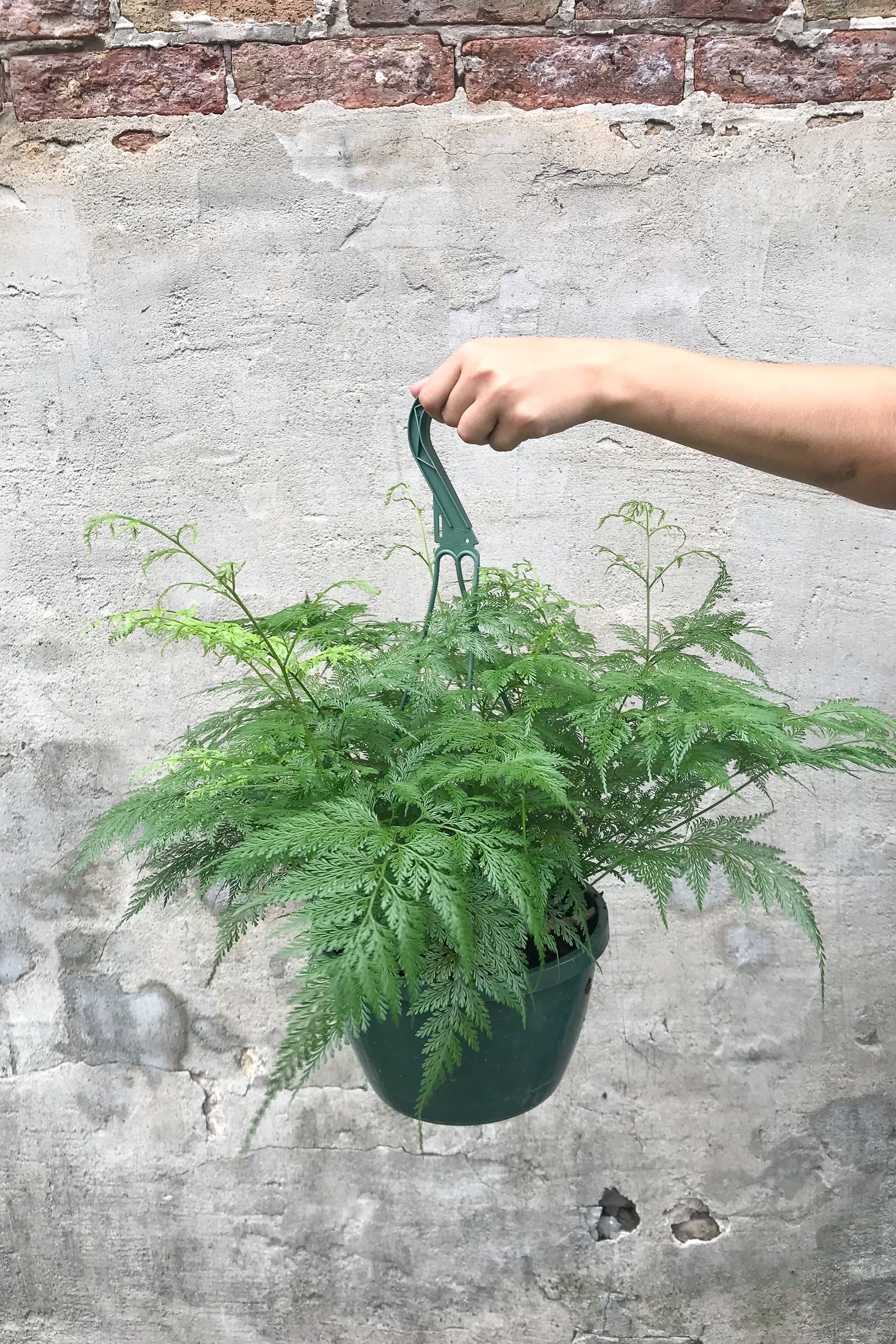 Davallia Canariensis Deer Foot Fern - 8 Inch Live Plant for Indoor & Outdoor Gardening | Perfect for Home Decor, Terrariums, and Shaded Gardens