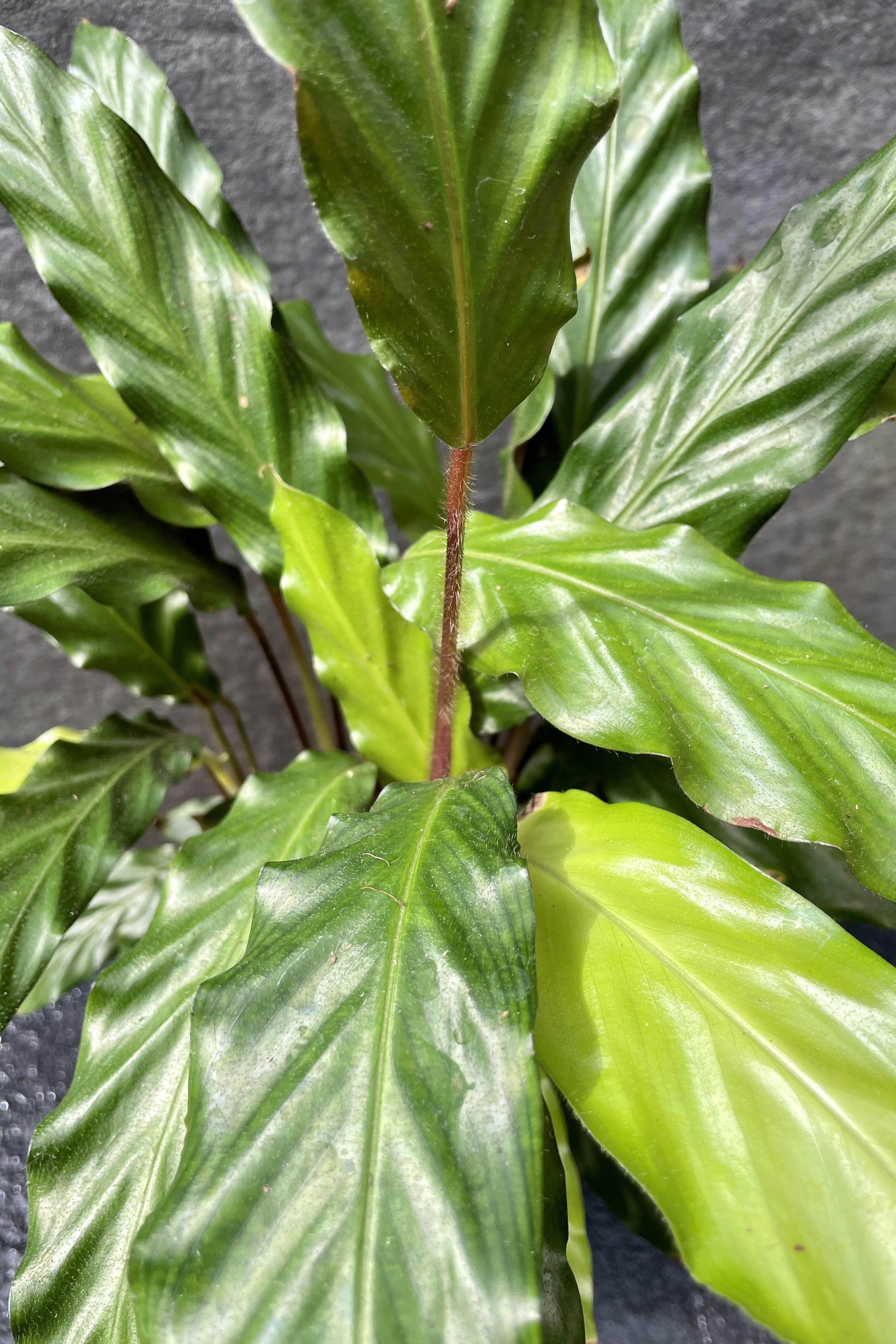 Calathea Rufibarba - 6 Inch Live Prayer Plant for Home & Office Decor | Low Light Indoor Houseplant for Living Room, Bedroom, or Workspace