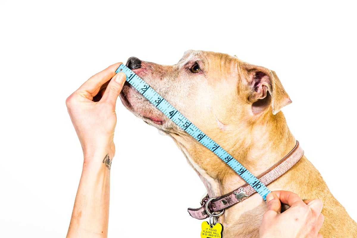 The Comfy Cones Black - Soft & Cozy Pet Recovery Collar for Dogs & Cats - Perfect for Post-Surgery, Wound Protection & Stress Relief