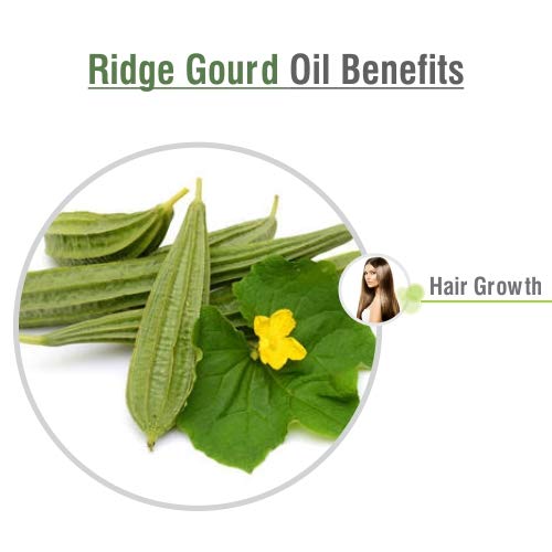 100% Pure & Natural Ridge Gourd (Lufa Acutangula) Carrier Oil - Cold Pressed, Undiluted, Uncut - 2L Bottle for Skin Care, Hair Growth & Aromatherapy