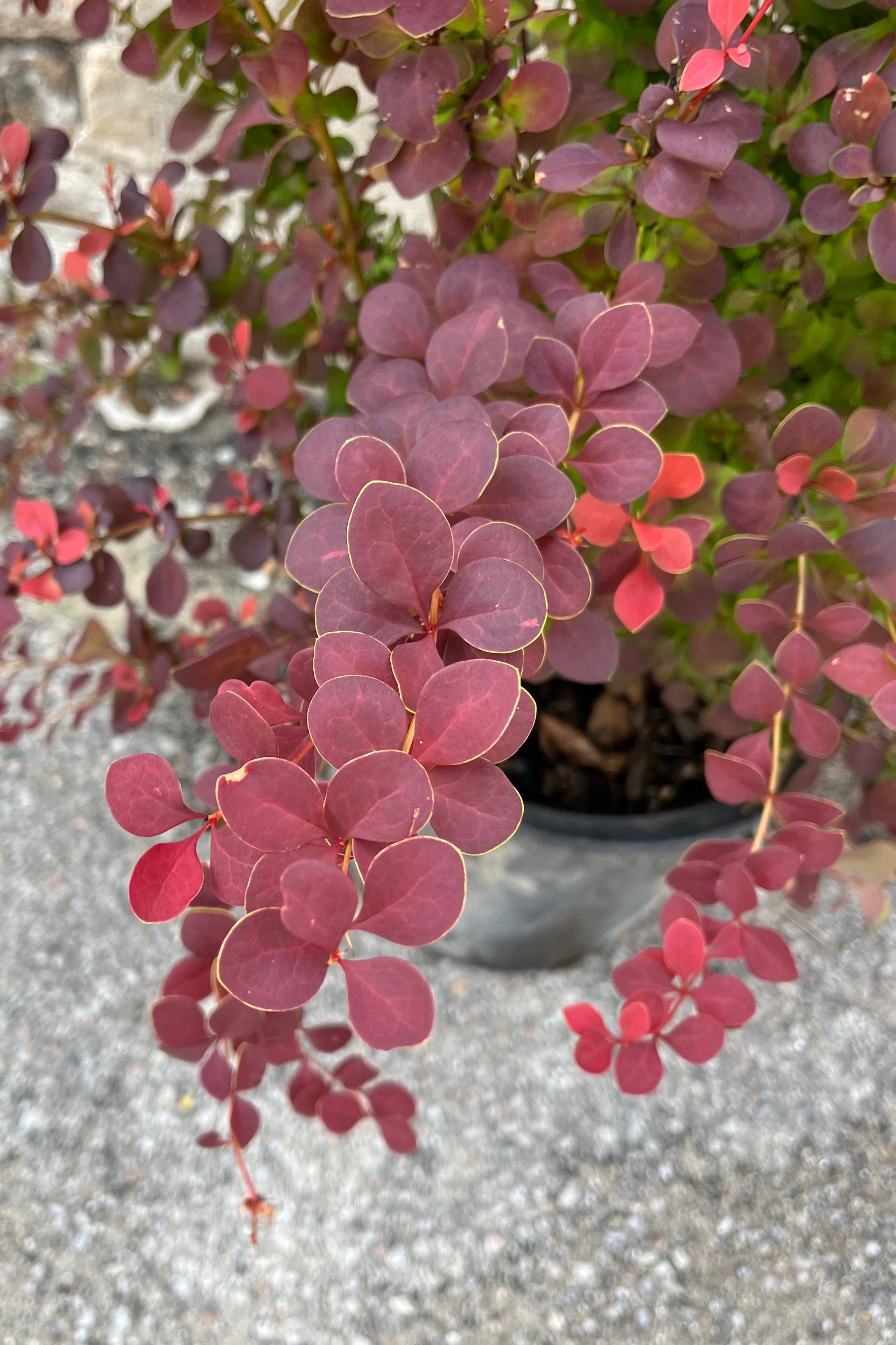 Orange Rocket Barberry (Berberis thunbergii) #5 Container - Vibrant Foliage for Landscaping, Hedges & Garden Borders
