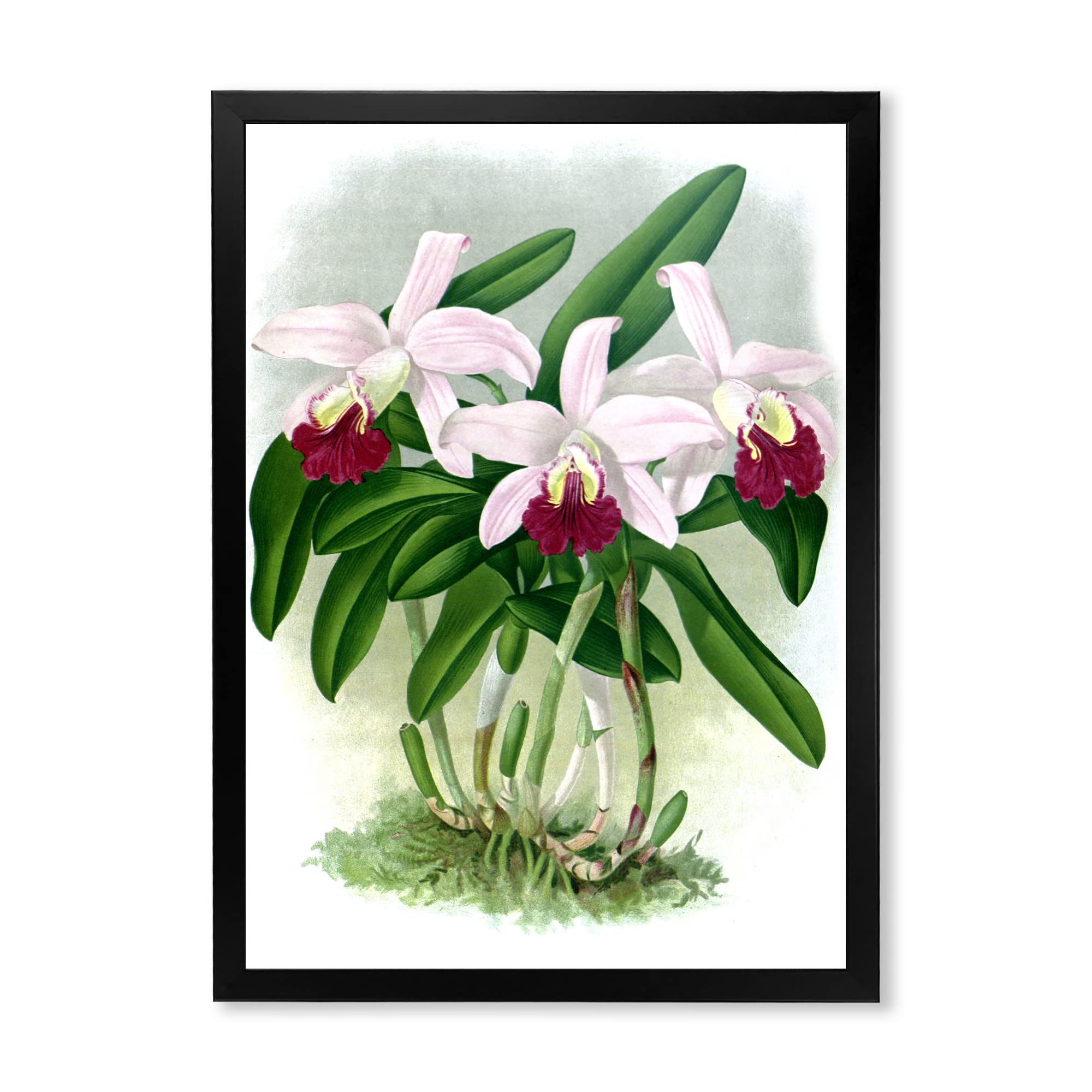 Vintage White Orchid Flower Framed Wall Art - Traditional Home Decor for Living Room, Bedroom & Office