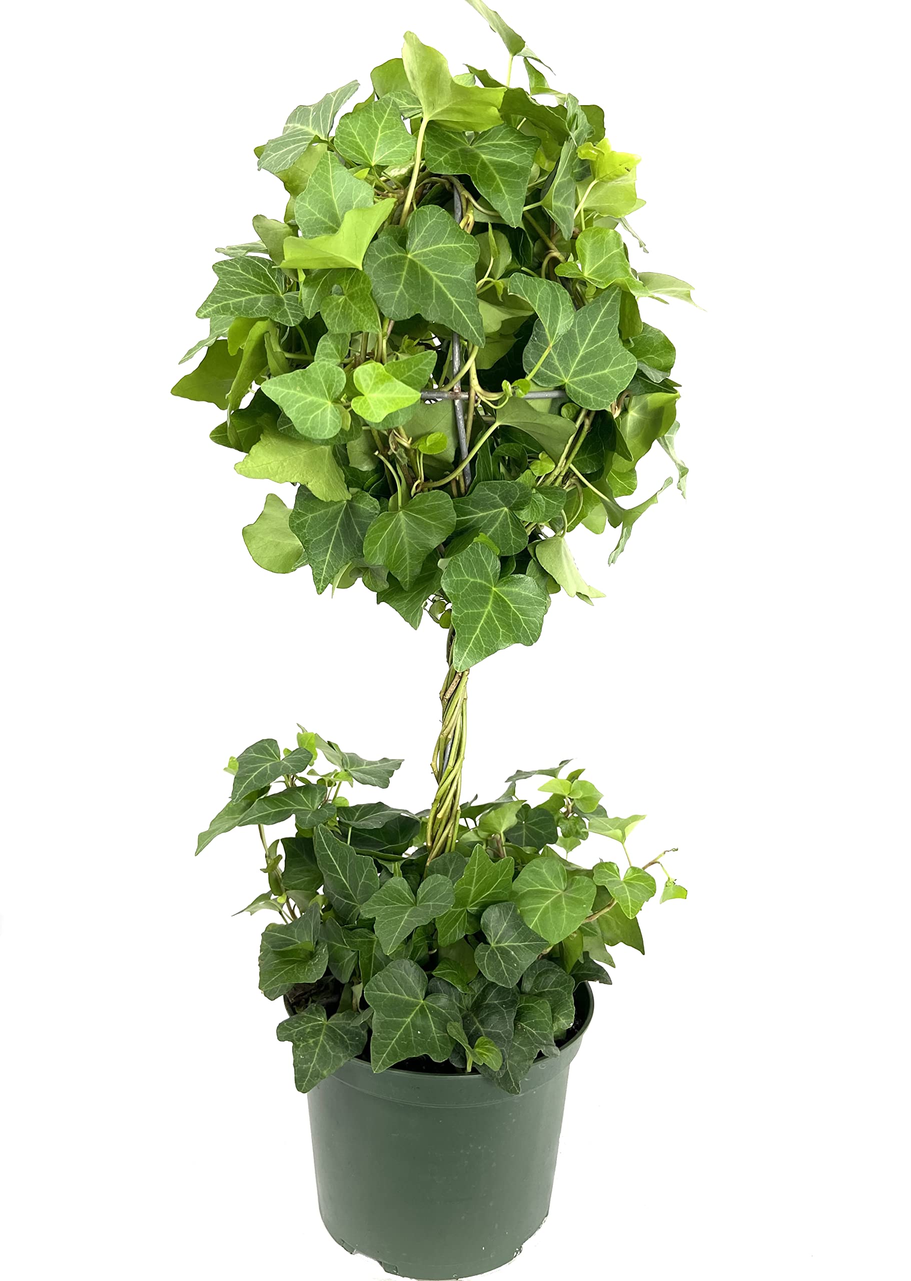 English Ivy Globe - 3 Live Plants in 6 Inch Growers Pots - Hedera Helix - Air Purifying Indoor Houseplant Vine - Perfect for Home Decor, Office Plants & Gift Ideas
