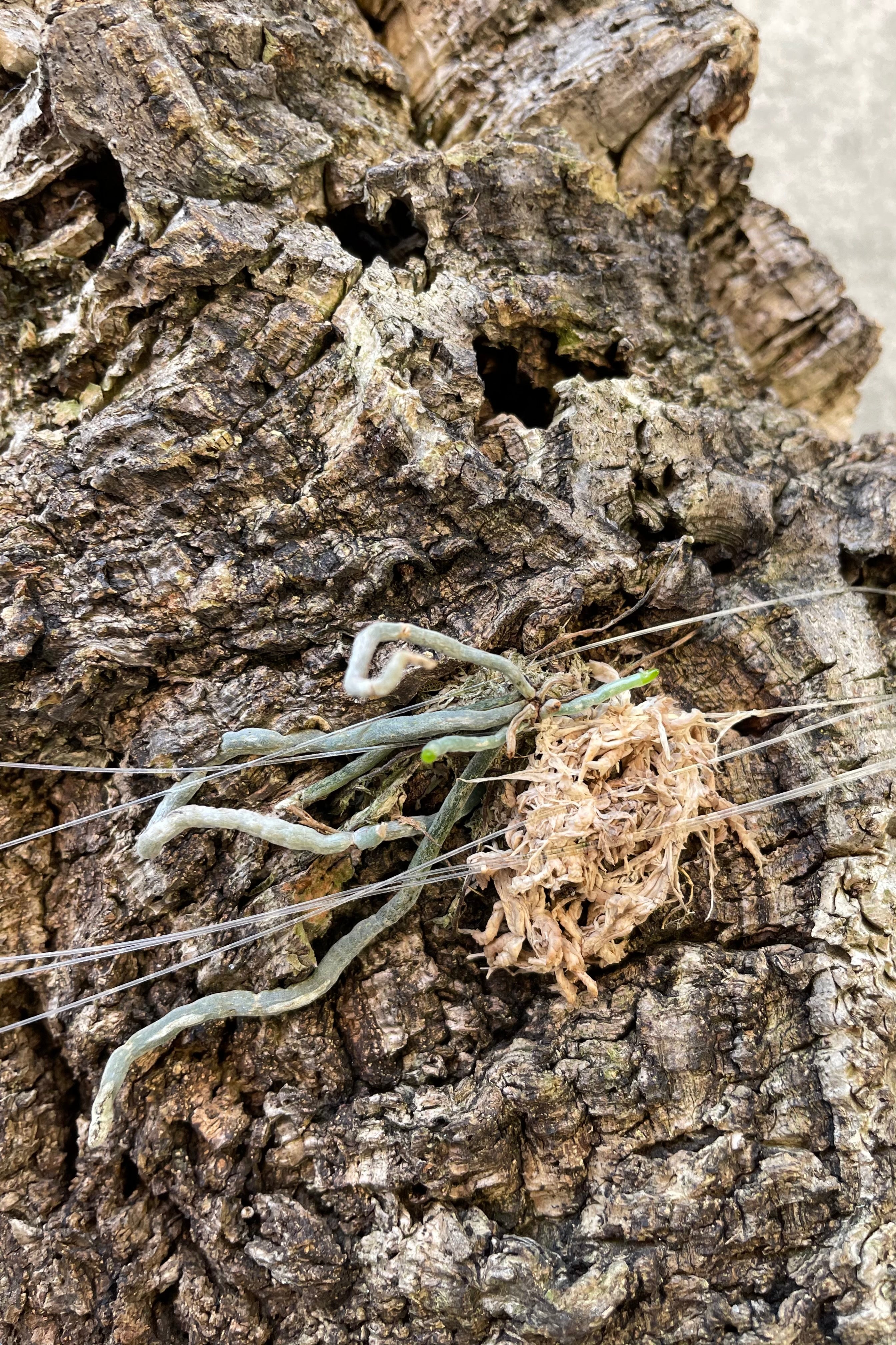 Dendrophylax (Sallei x Lindenii) Orchid Mounted on Cork - Rare Hybrid for Terrariums & Orchid Displays