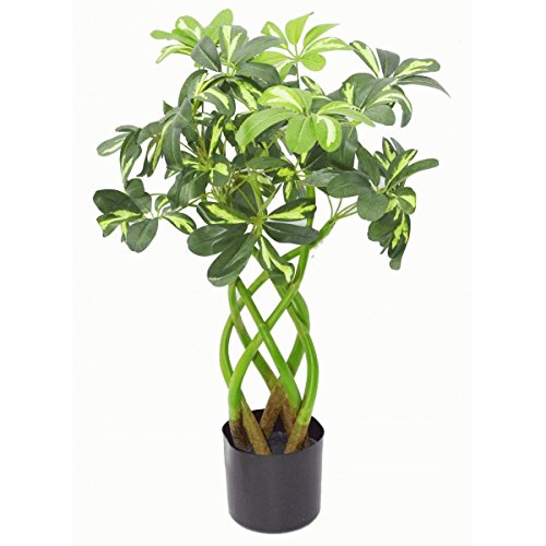 Green Plant