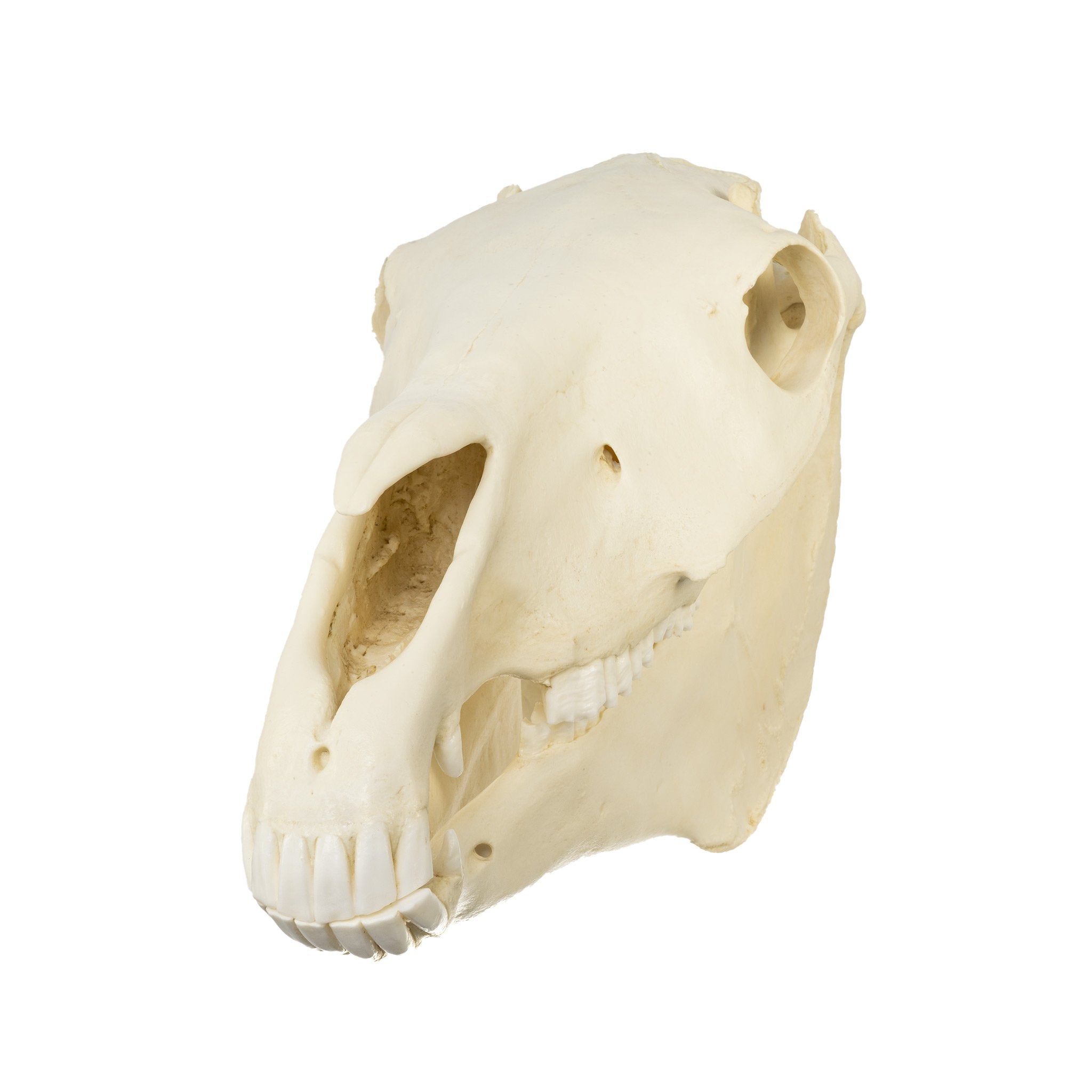 Authentic Replica Horse Skull - Lifelike Animal Skull Decor for Home, Office, or Halloween Display