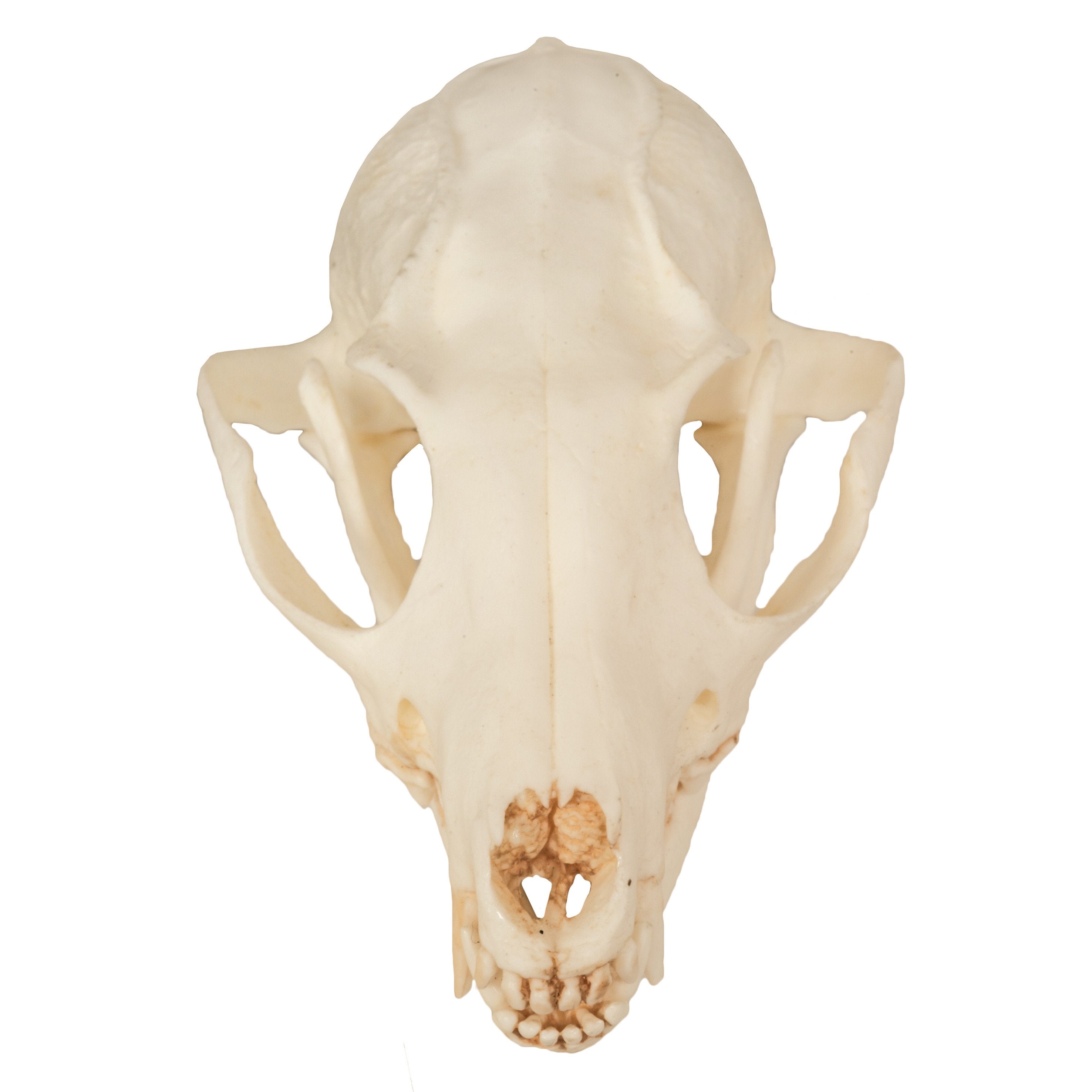 Authentic Gray Fox Skull Replica - Lifelike Animal Skull for Home Decor, Gothic Display, Halloween Props & Science Education