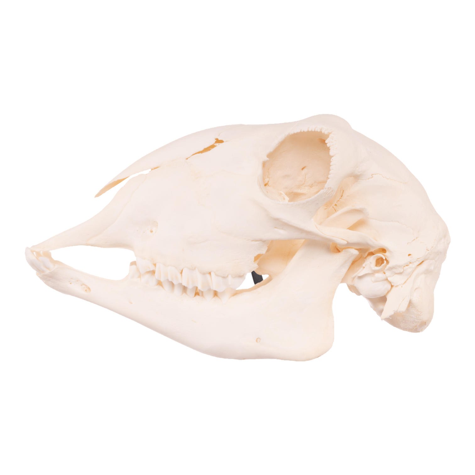 Real Sheep Skull - Authentic Adolescent Animal Skull Specimen for Home Decor, Gothic Display & Educational Use