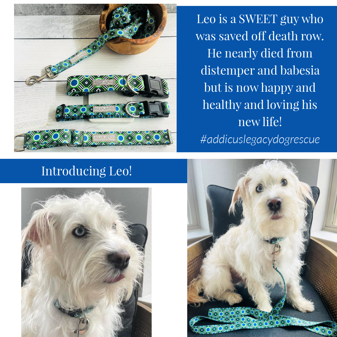 Wholesale WIDE Leo Collar for Dogs - Adjustable Pet Fashion Accessory for Large Breeds | Perfect for Training, Walks, and Fashion Statements