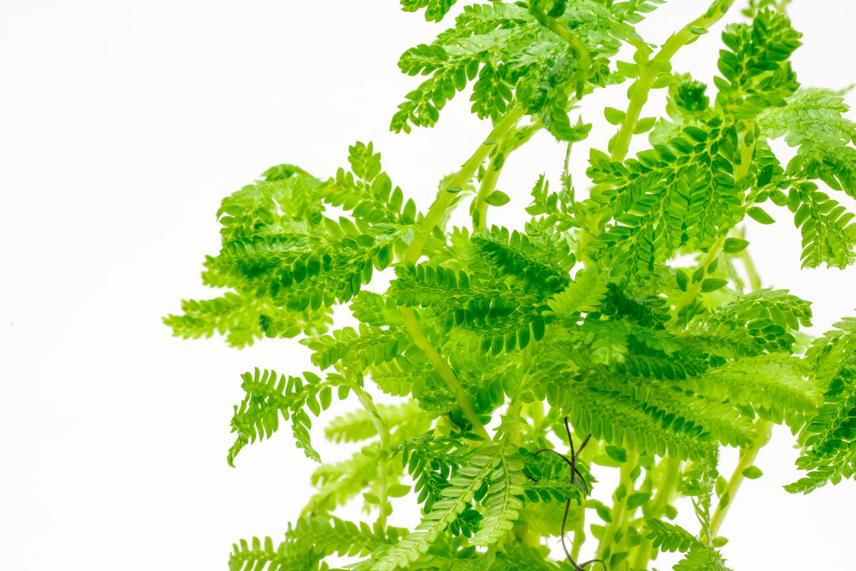 Selaginella Siamensis Hieron - Rare Tropical Fern Plant for Home & Garden Decor | Perfect for Terrariums, Indoor Gardens, and Landscaping