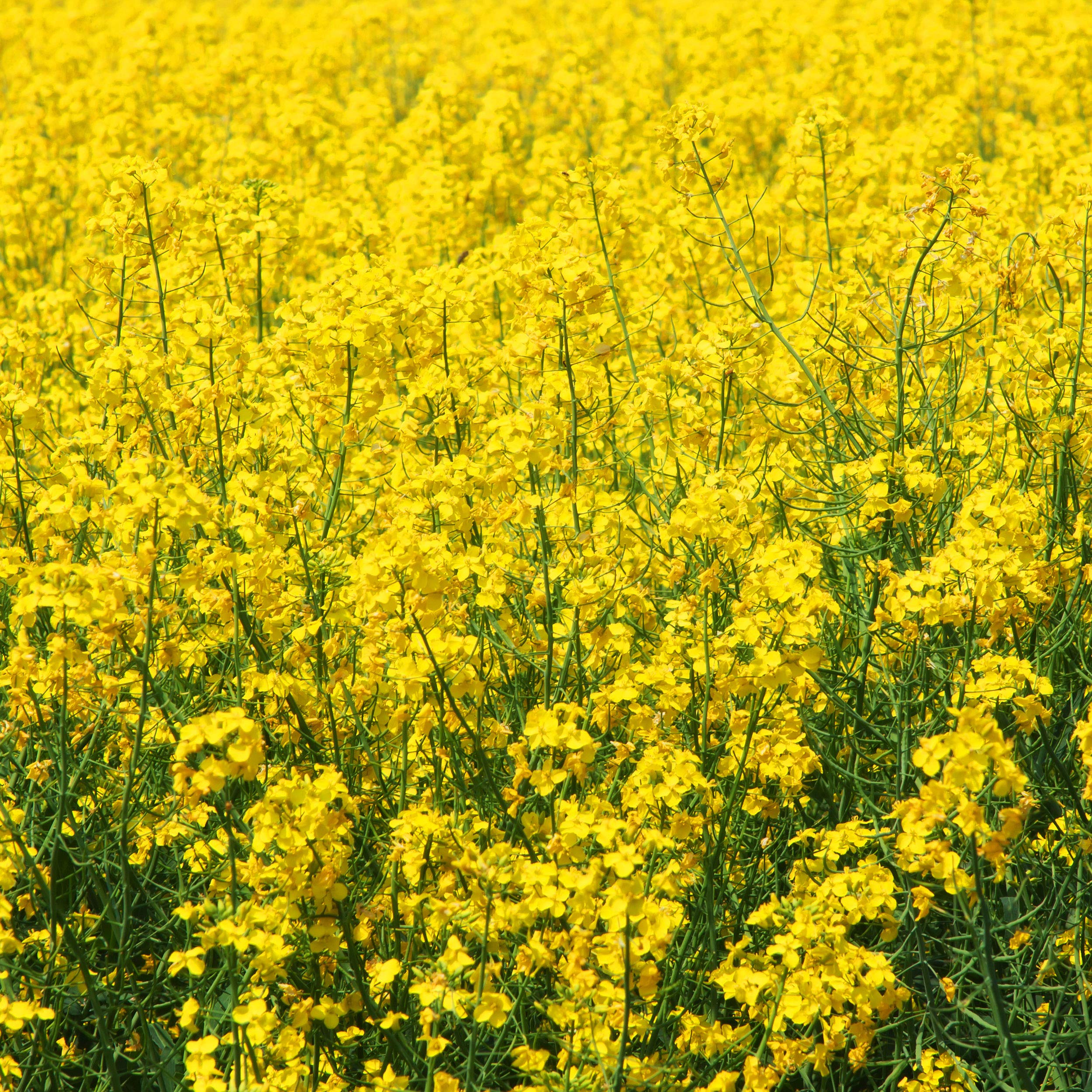 Outsidepride 10000 Seeds Annual Yellow Mustard Herb Garden Seeds - Non-GMO Microgreens, Sprouts & Cooking Use - Perfect for Salads, Sandwiches & Home Gardening