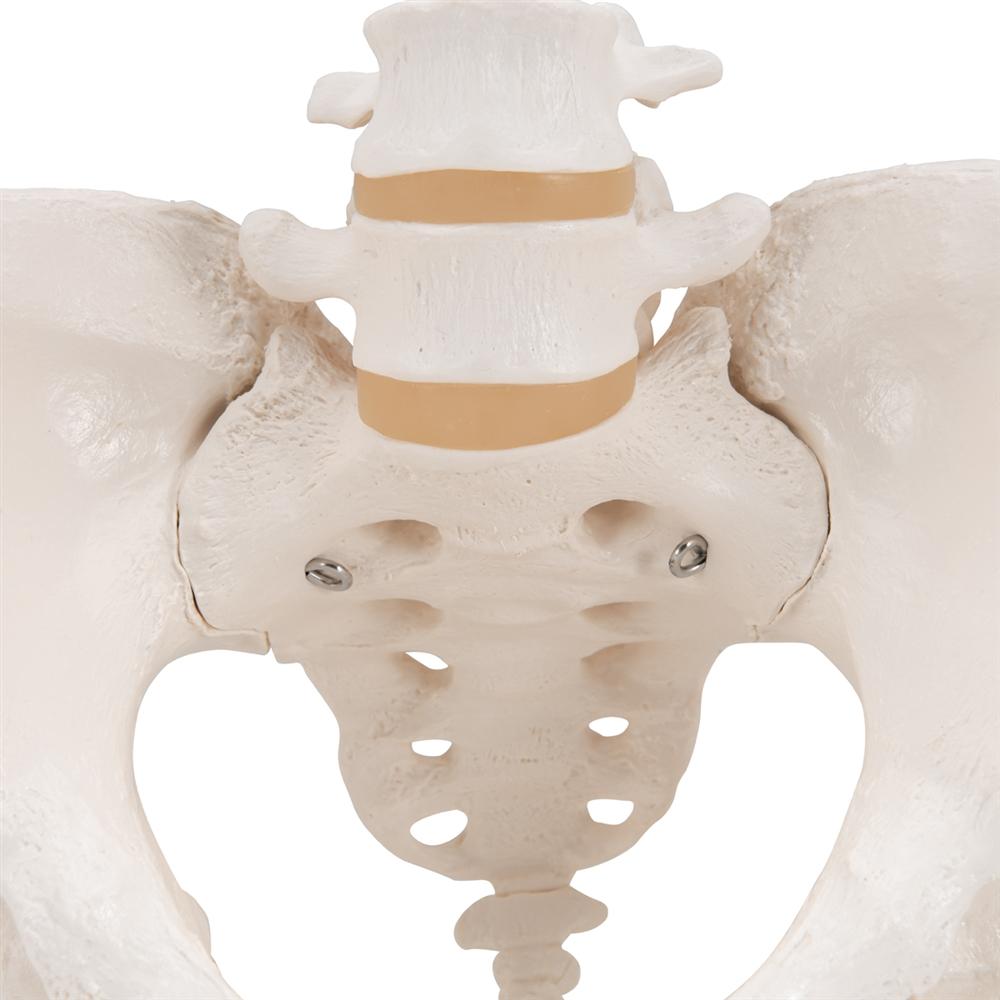 Female Pelvic Skeleton Model - Anatomically Accurate Human Pelvis Bone Structure for Medical Students, Doctors & Physical Therapists - Perfect for Anatomy Study, Patient Education & Medical Office Display