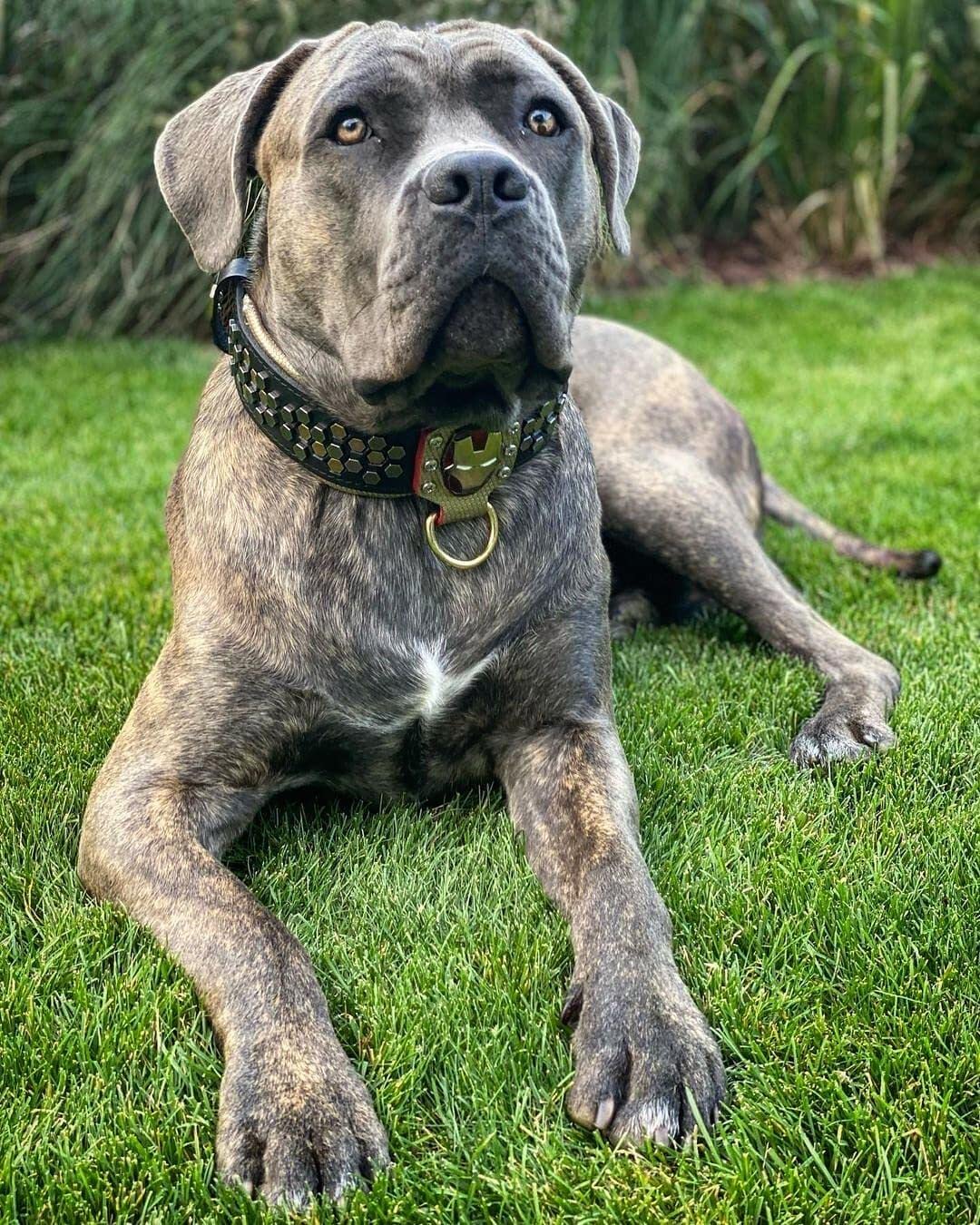 Iron Man Leather Dog Collar for Large Breeds - Durable & Stylish Pet Accessory for Superhero Fans - Perfect for Cosplay, Halloween & Daily Walks