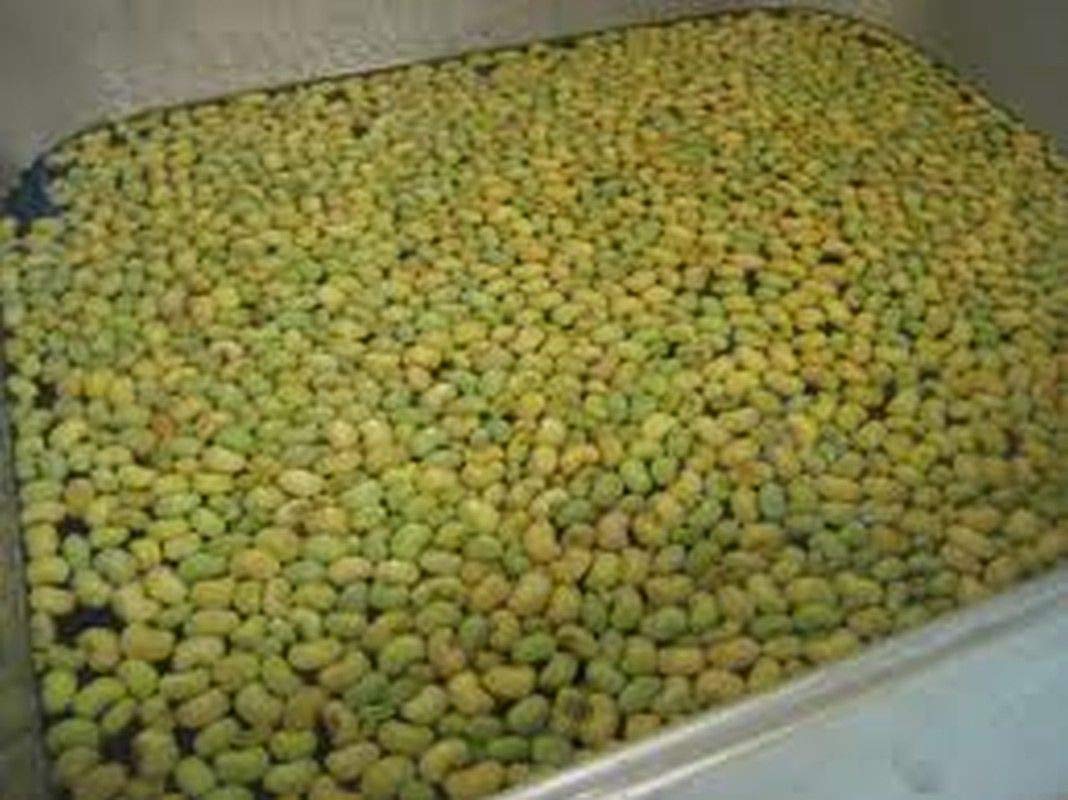Cream Cowpea Seeds - Large, Easy-Shelling Southern Peas for Planting - 2-3 ft Bushy Plants (200 Seeds) | Perfect for Home Gardens, Canning & Southern Cooking