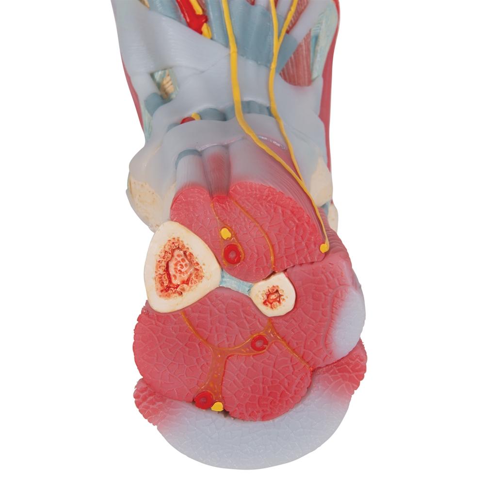 Human Foot Anatomy Model - Skeleton, Ligaments & Muscles for Medical Study, Physical Therapy & Classroom Education