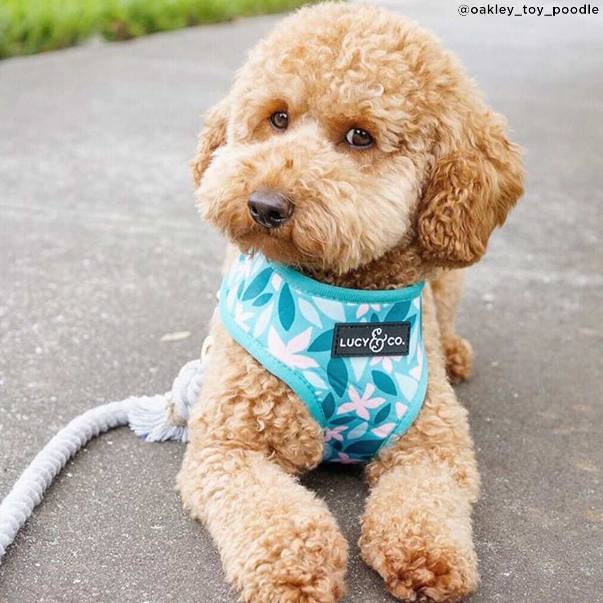 Lucy & Co. Dilly Lily Reversible Dog Harness - Blue & Pink Adjustable Pet Vest for Small to Medium Dogs | Perfect for Walking, Training & Outdoor Adventures