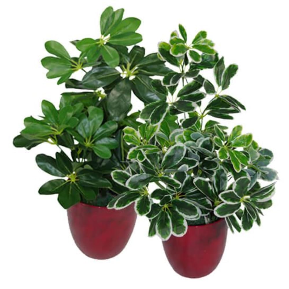 Artificial Arboricola Evergreen Plant - 55cm Tall Lifelike Fake Tree for Home Office Decor, Indoor Greenery & Wedding Centerpieces