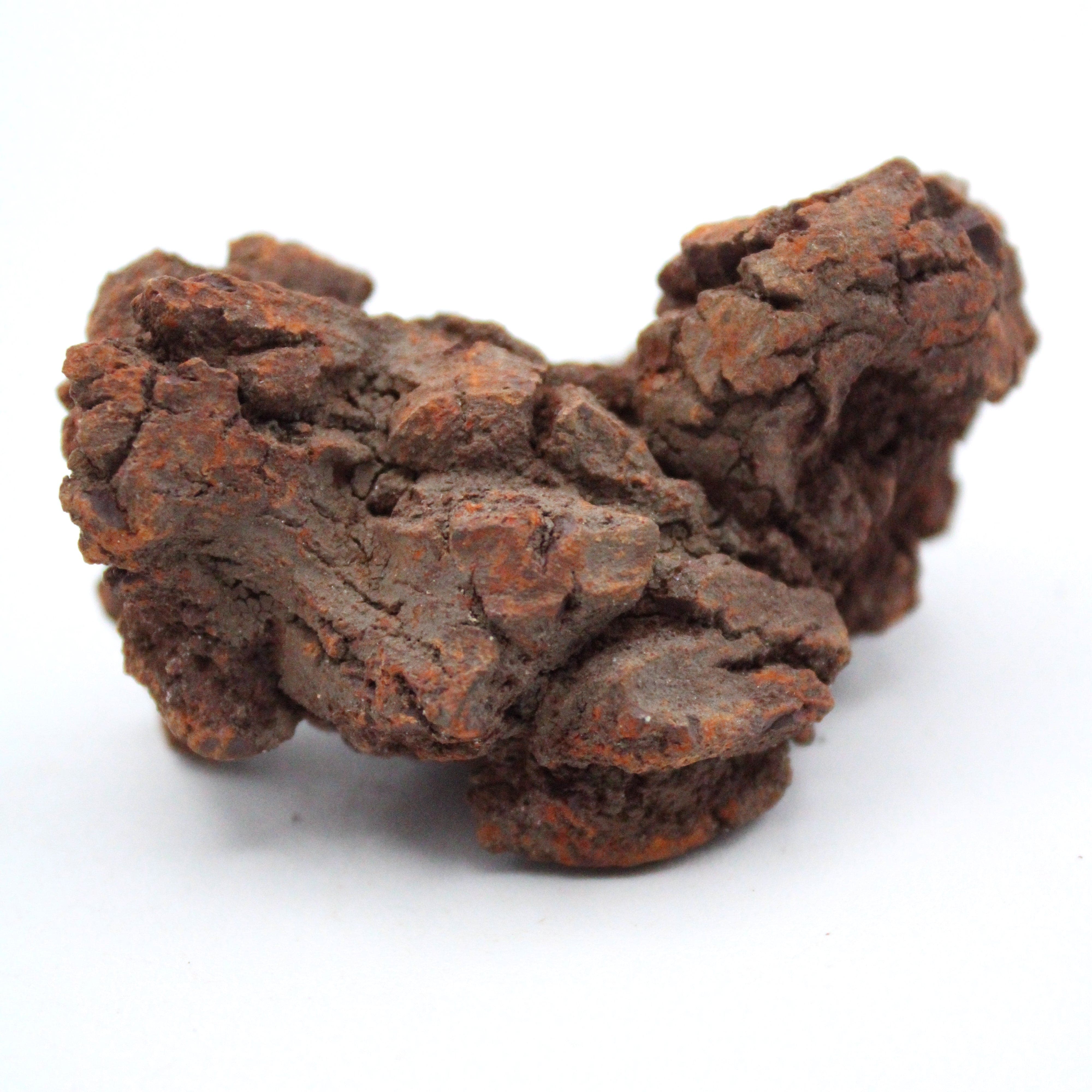 Authentic Coprolite Fossil Specimen - Dinosaur Poop Fossil for Collectors, Education & Home Decor - Perfect for Science Enthusiasts & Unique Gift Ideas