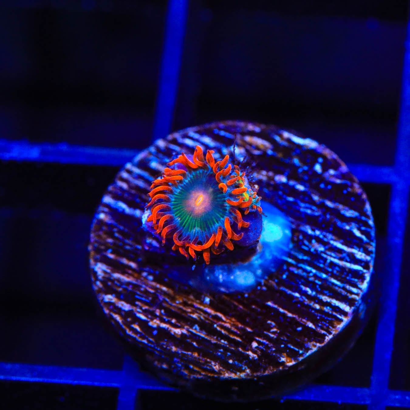 Premium Electric Gatorade Zoanthids Coral for Saltwater Aquariums - Vibrant Colored Live Coral for Reef Tanks & Marine Aquascaping