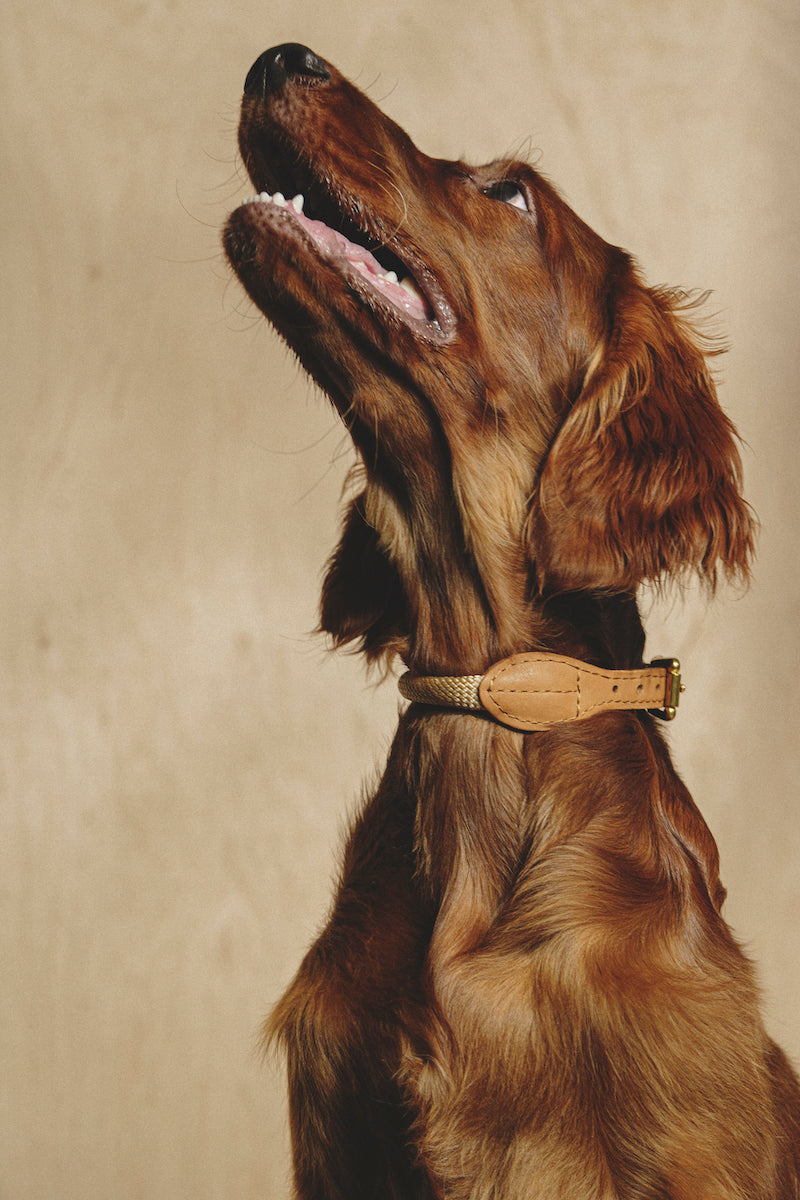 Premium Makarony Beige Rope Leash & Ginger Collar Set for Dogs – Durable, Stylish Walking Kit for Small & Medium Breeds – Perfect for Daily Walks, Training & Outdoor Adventures