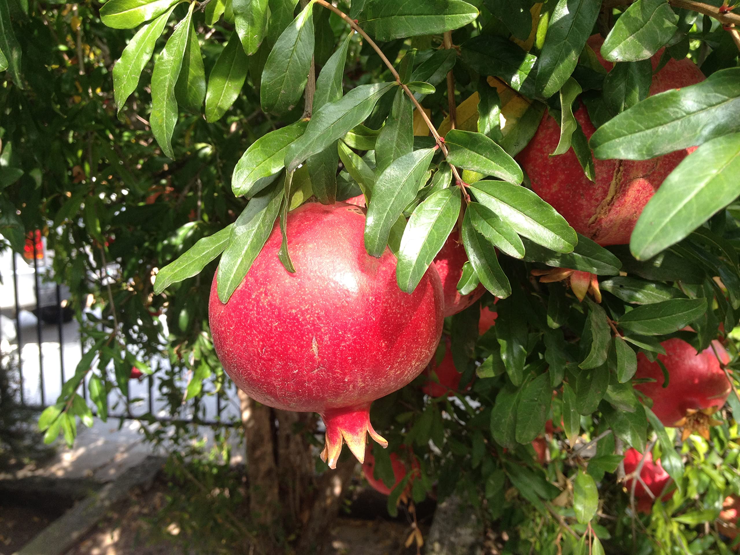 5 Live Pomegranate Trees in 6 Inch Growers Pots - Fruit Bearing Plants for Patio, Garden & Outdoor Landscaping - Perfect for Home Gardening, Fresh Fruit Harvest & Mediterranean Style Decor