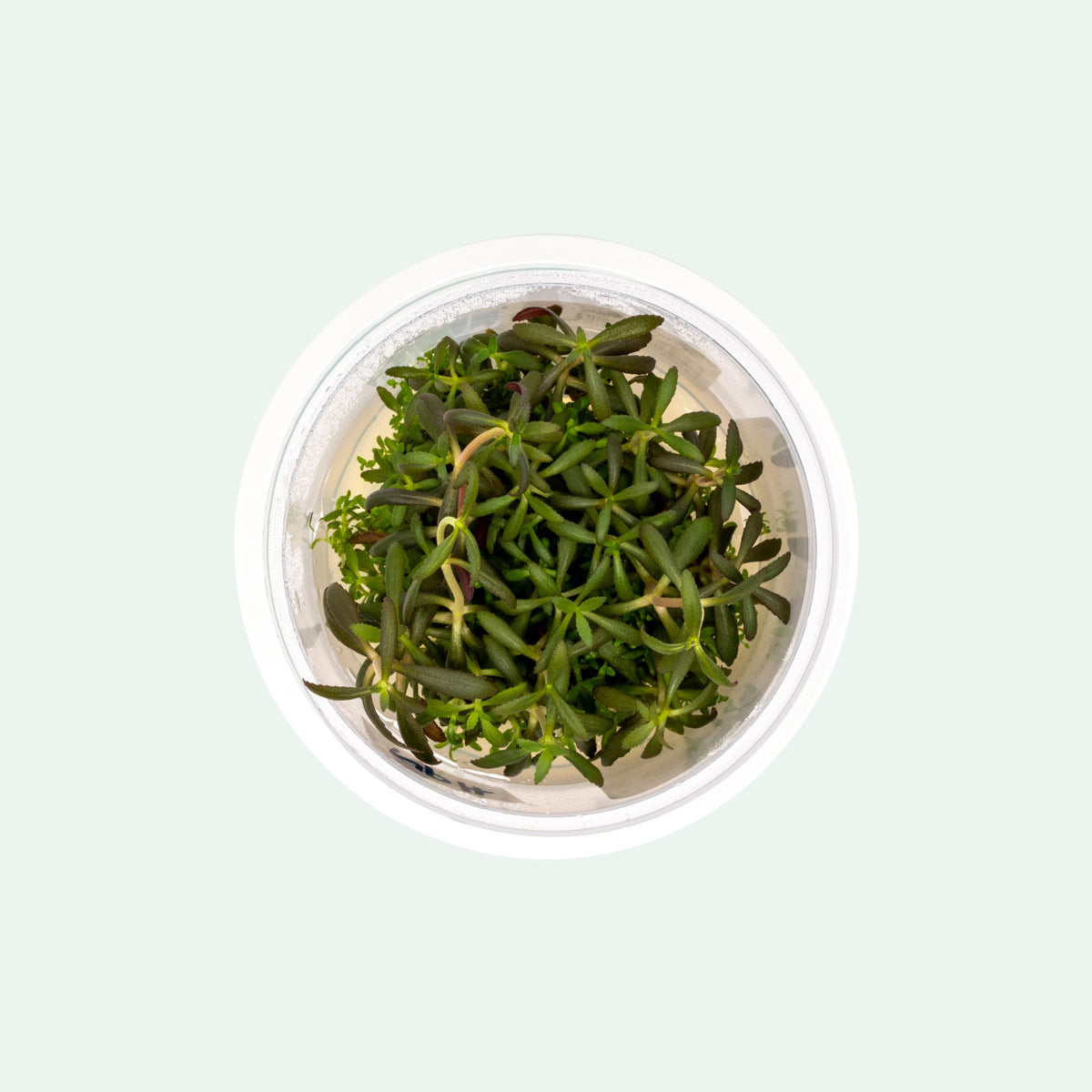 Limnophila Aromatica Aquatic Plant for Freshwater Aquariums - Perfect for Aquascaping, Fish Tanks & Aquatic Gardens