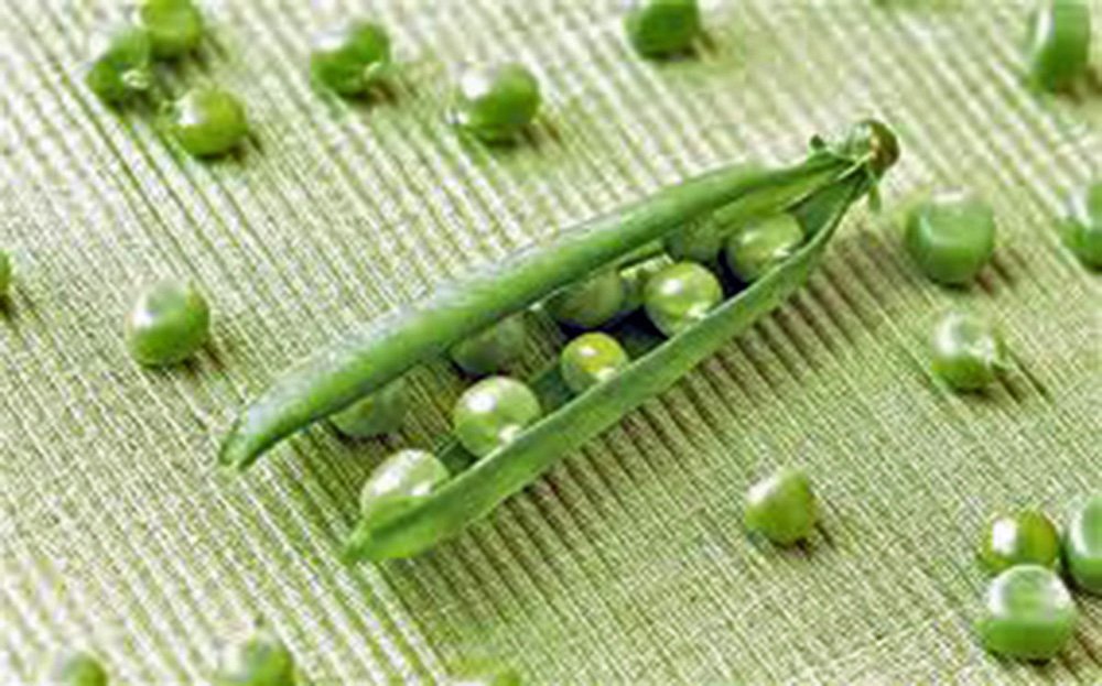 Lincoln Heirloom Pea Seeds - Non-GMO, 20 Count | Perfect for Home Gardening & Fresh Pea Harvest | Country Creek Acres