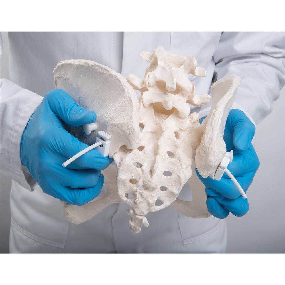 Flexible Female Pelvic Skeleton Model - Anatomically Accurate Medical Teaching Tool for Childbirth Education, Physical Therapy & Nursing Training