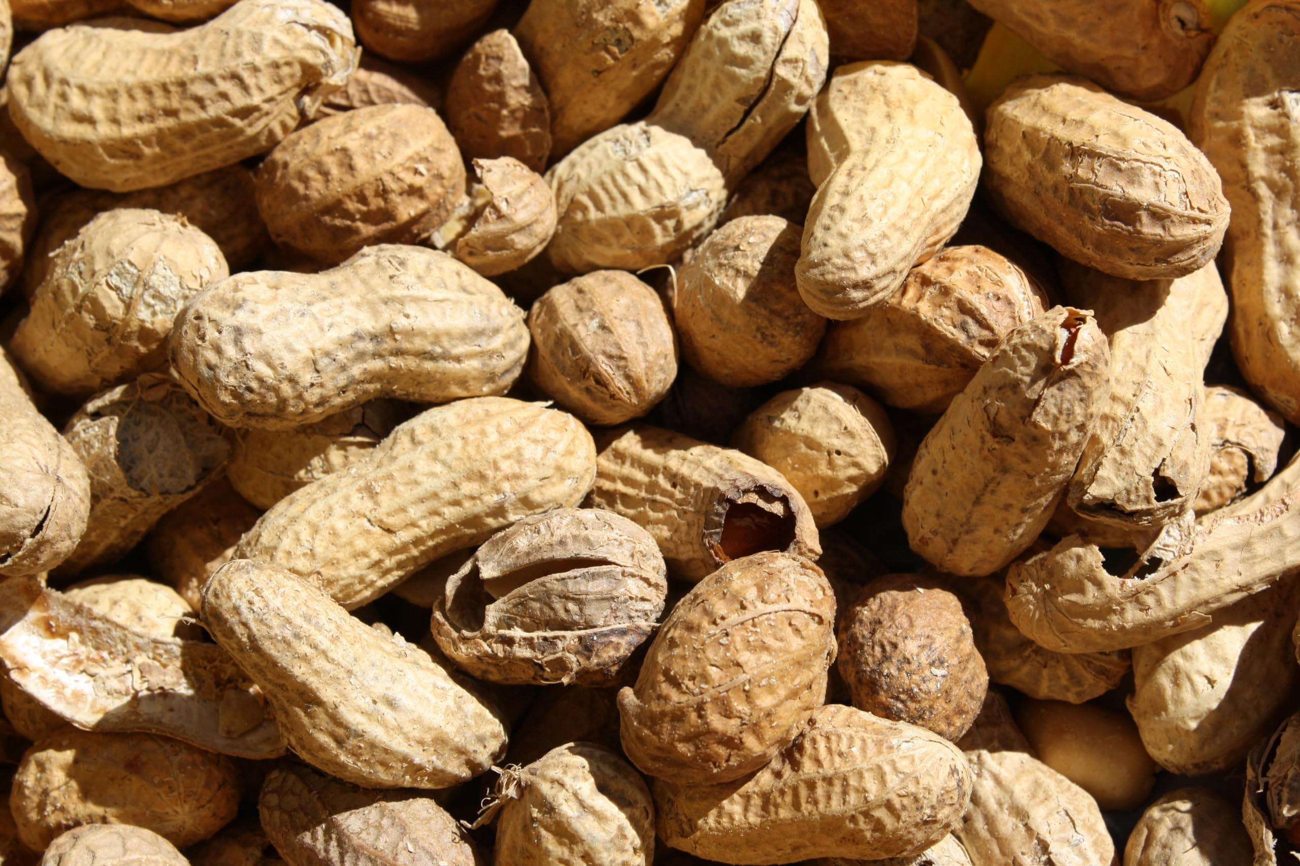 Premium Roasted in-Shell Peanuts - 2 Pack (2lb Each) | Natural Salted Snack | Party Favors, Game Day & Office Snacks | Burlap Gift Bags