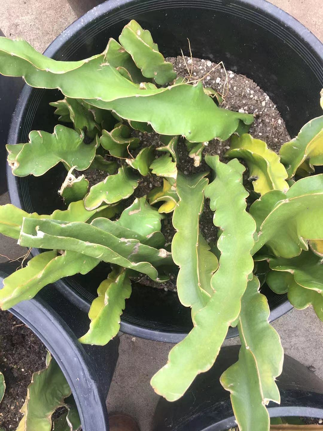 Premium Red Dragon Fruit Cutting - 12 Inch Fresh Pitaya Stem for Planting - Perfect for Home Gardens, DIY Projects & Tropical Landscaping