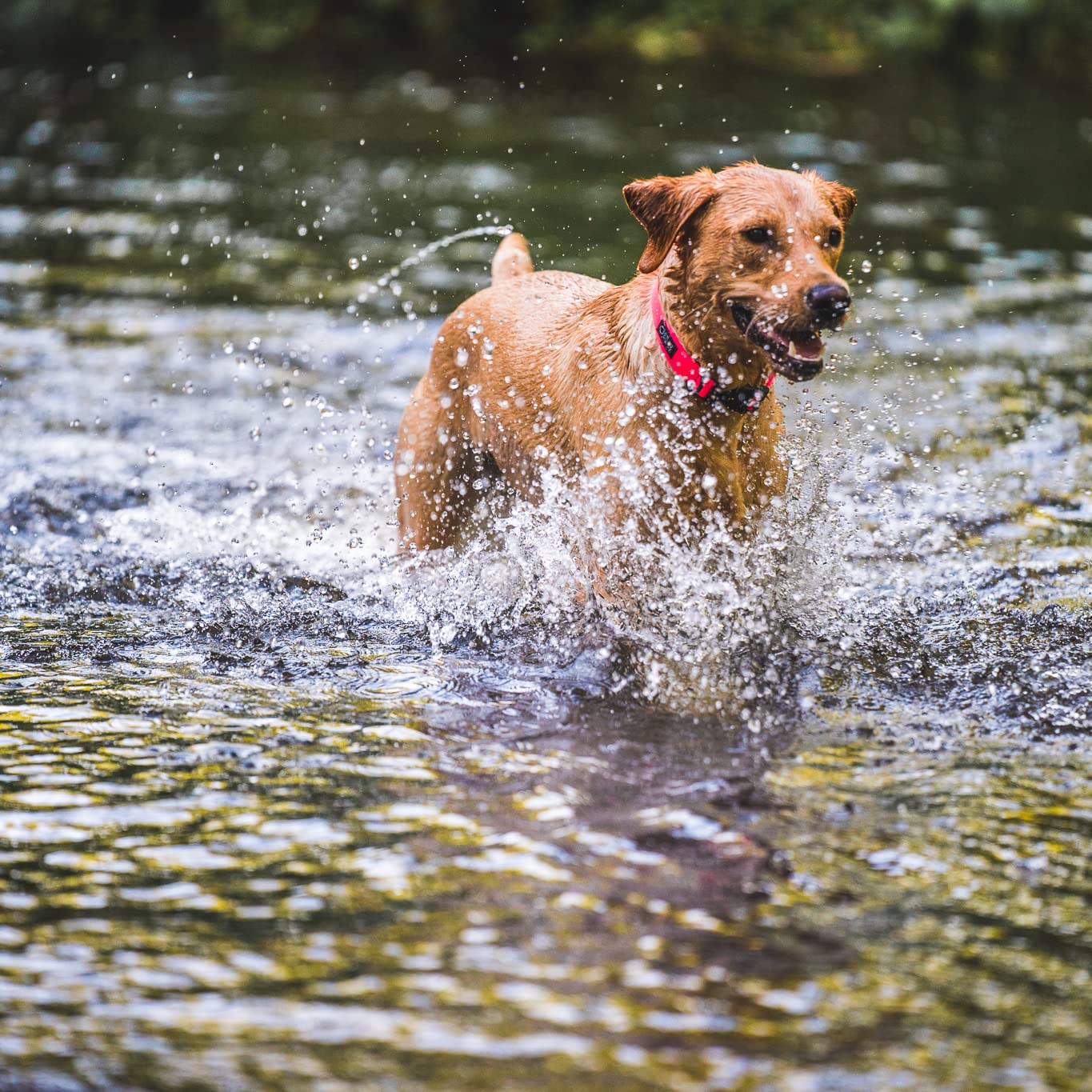 **Pink Dry Dog Collar - Waterproof & Quick-Drying Pet Collar for Small & Medium Dogs - Perfect for Bathing, Swimming & Outdoor Adventures**