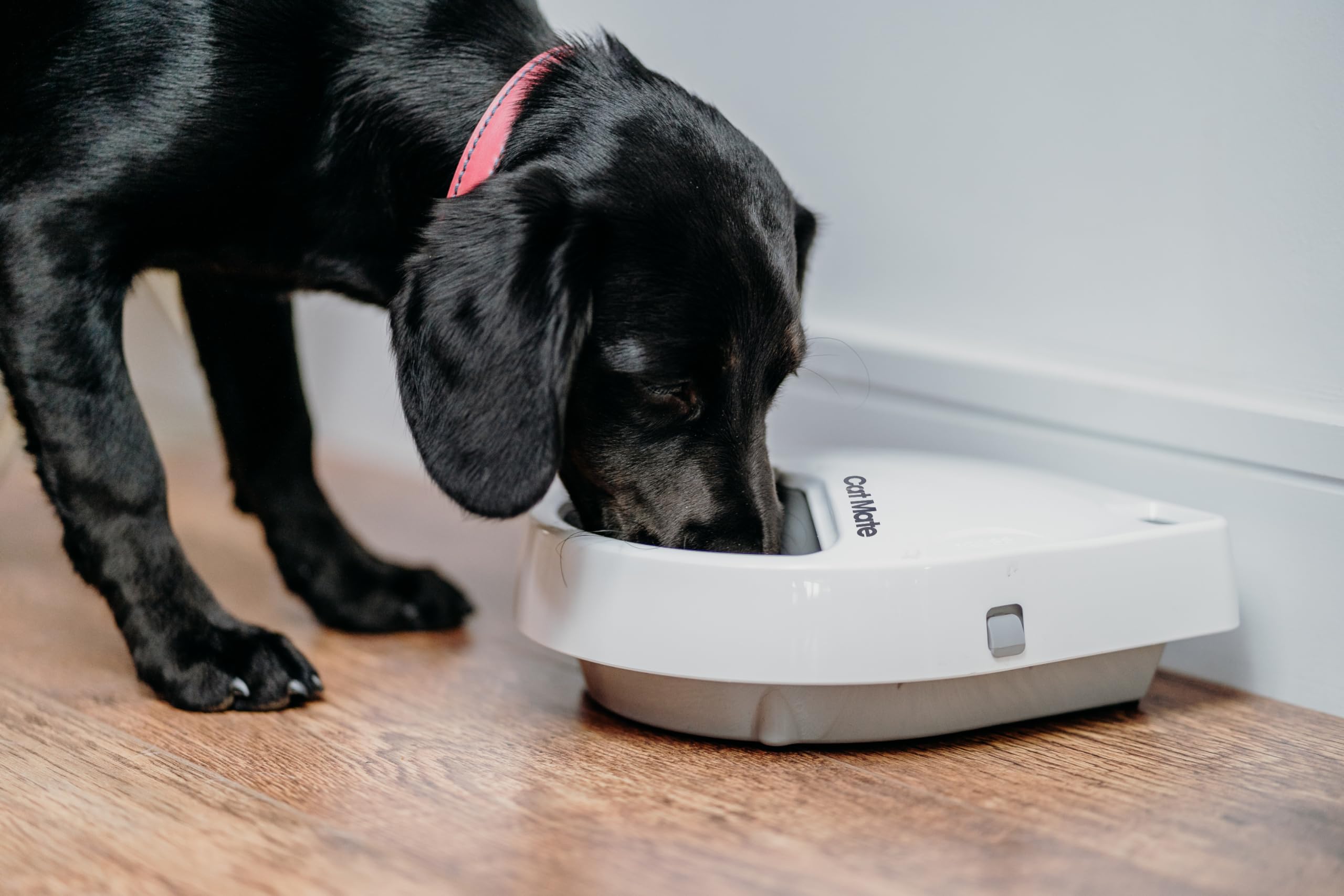 Automatic 3-Meal Pet Feeder with Digital Timer - Perfect for Cats & Small Dogs | Ideal for Vacation, Work Trips & Busy Pet Owners | Keep Your Pets Fed on Schedule