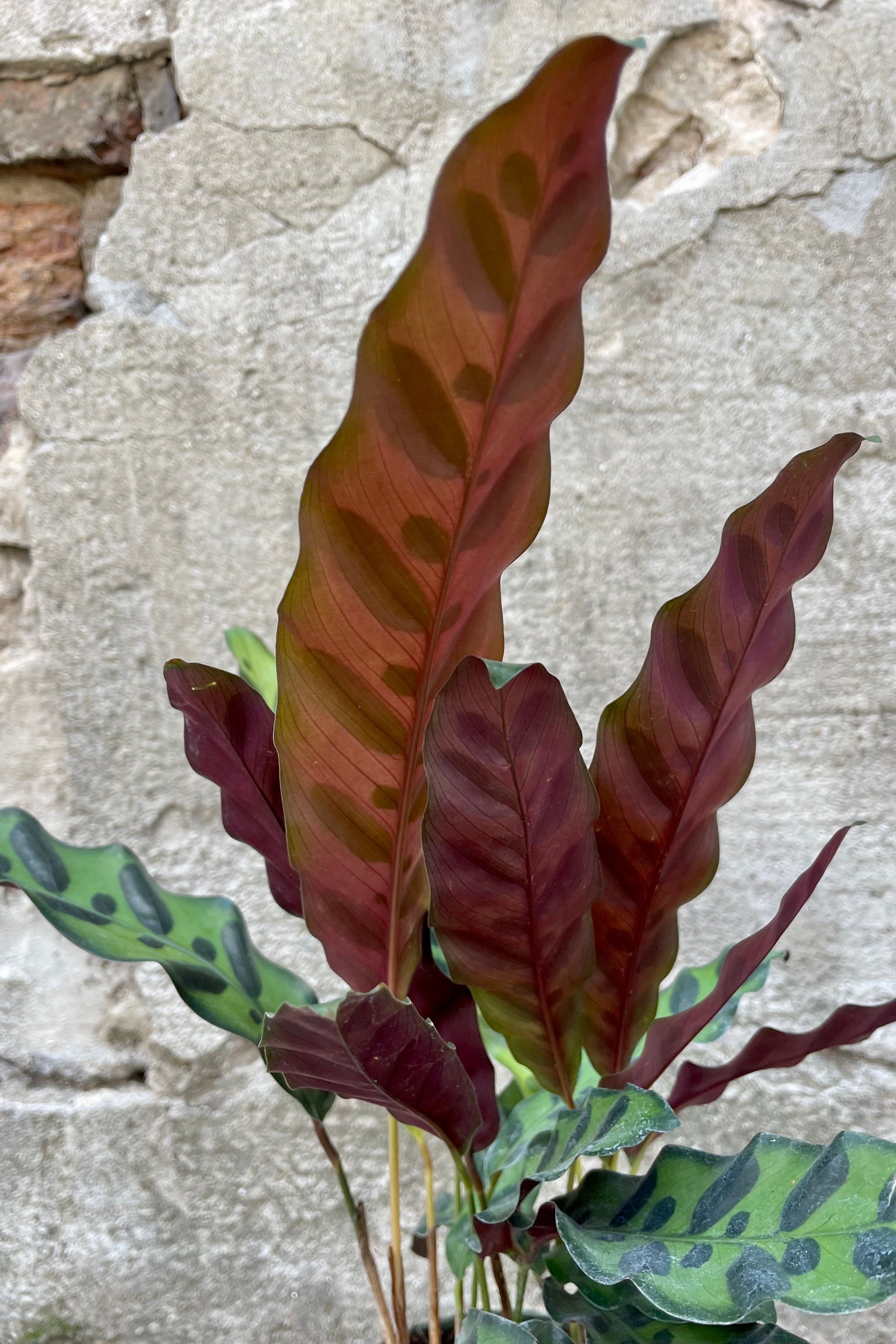 Calathea Lancifolia 4 Inch Live Plant - Rattlesnake Prayer Plant for Indoor Home & Office Decor - Perfect for Low Light Spaces & Air Purification