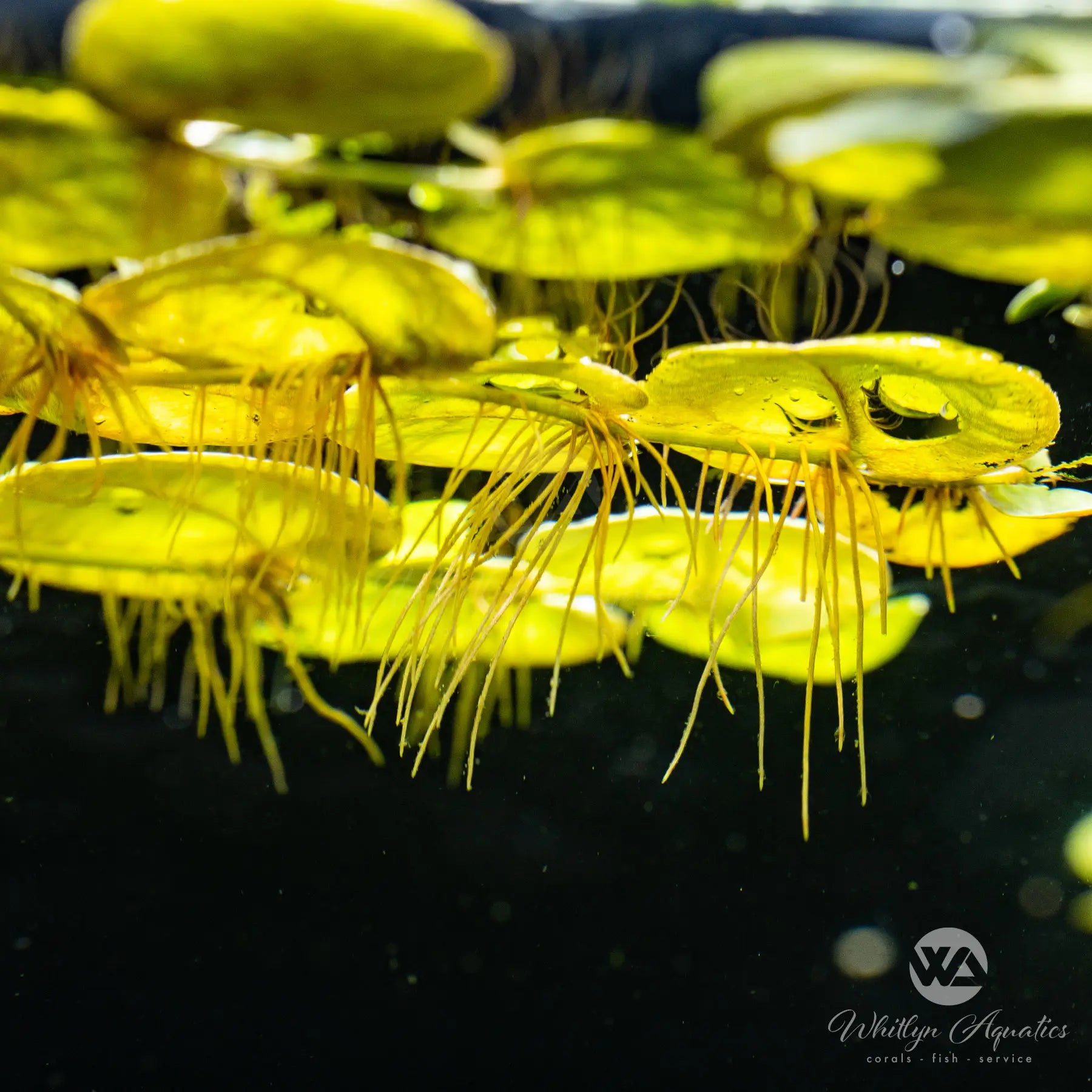 Red Root Floater (Phyllanthus fluitans) - Floating Aquatic Plant for Aquariums & Ponds | Perfect for Natural Filtration and Shade