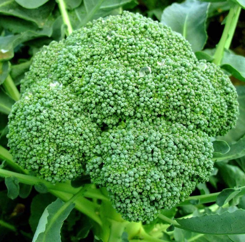 Non-GMO Calabrese Green Sprouting Broccoli Seeds for Planting - 1000+ Heirloom Seeds Per Packet by Isla's Garden Seeds (Brassica oleracea) - Perfect for Home Gardens, Organic Farming & Fresh Vegetable Harvests