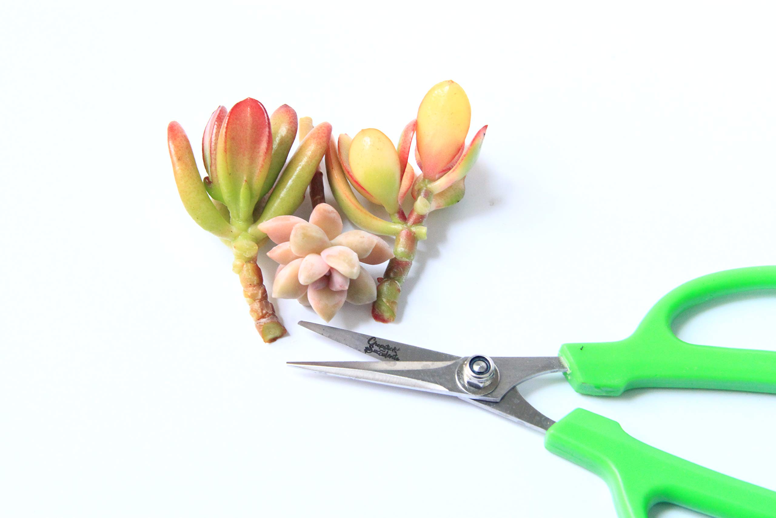 Premium Gardening Scissors for Succulents - Sharp Pruning Shears for Trimming, Cutting & Shaping Plants - Perfect for Indoor Succulent Care, Bonsai Maintenance & Floral Arrangements