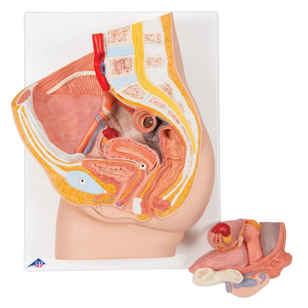 2-Part Female Pelvis Model - Anatomical Study Tool for Medical Students & Healthcare Professionals - Perfect for Classroom, Lab & Patient Education