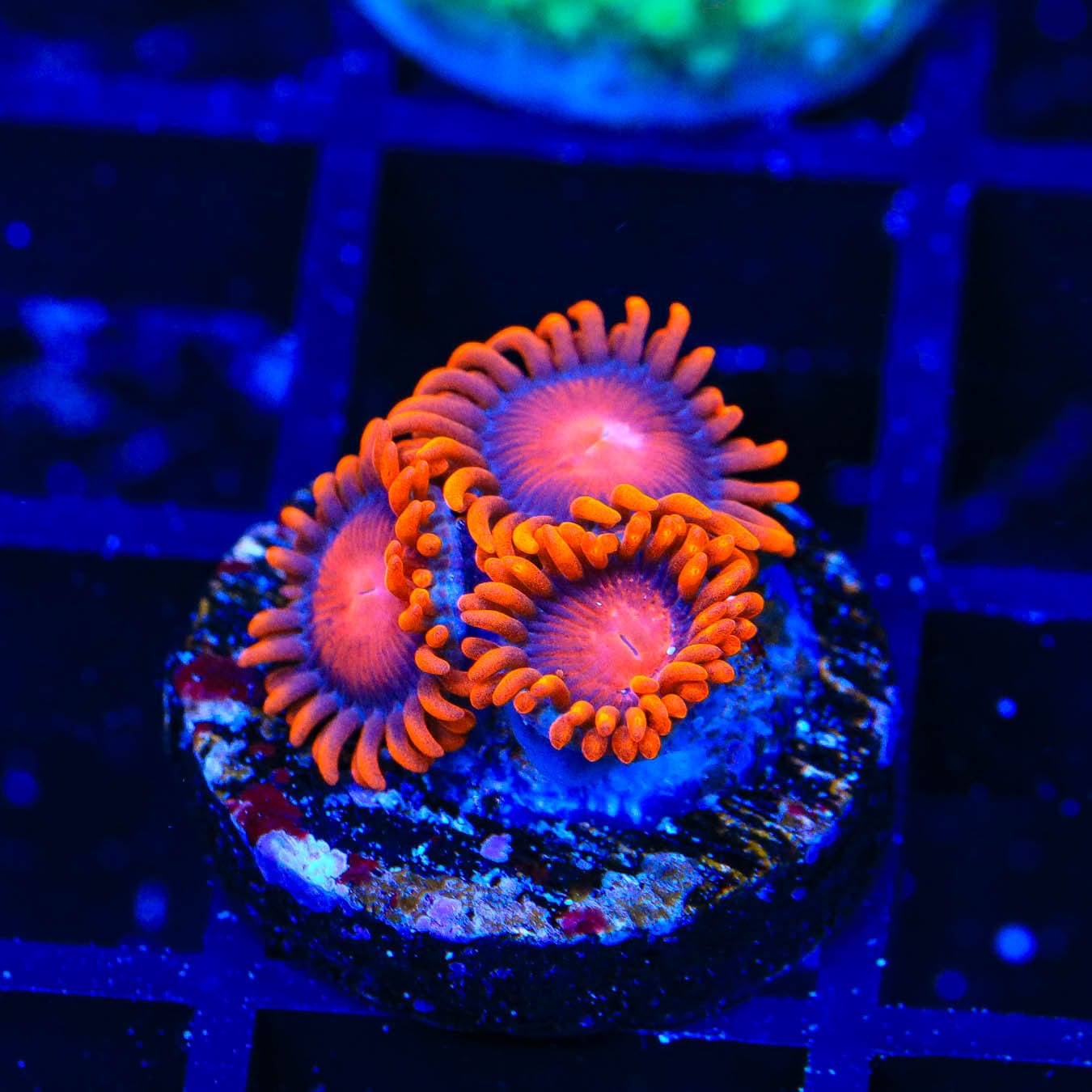 Bam Bam Zoanthids Coral for Saltwater Aquariums - Vibrant Coral Frags for Reef Tanks & Marine Aquascaping