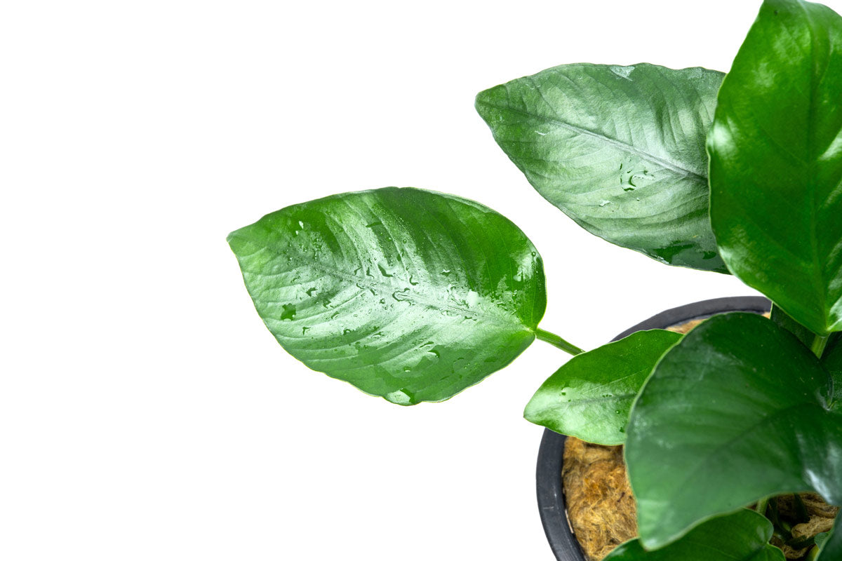Anubias Nana Mother Plant - Live Aquarium Plant for Fish Tanks, Aquascaping & Freshwater Aquariums
